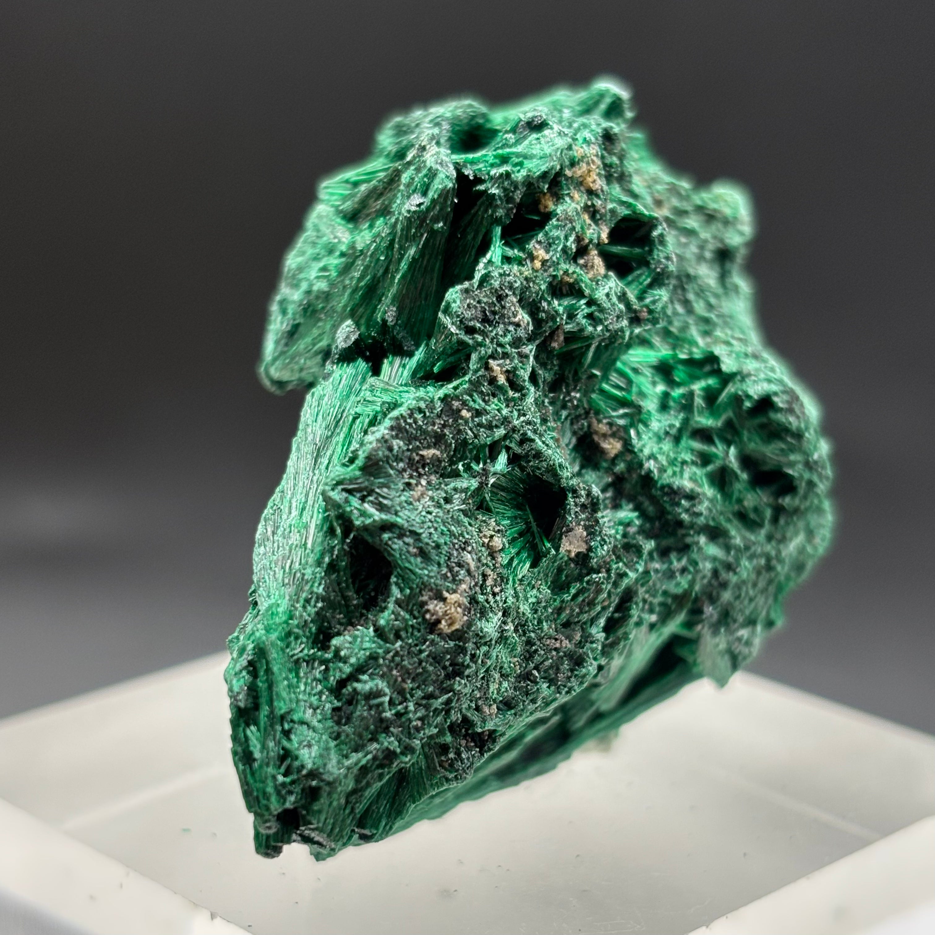 Emperor Malachite - 186