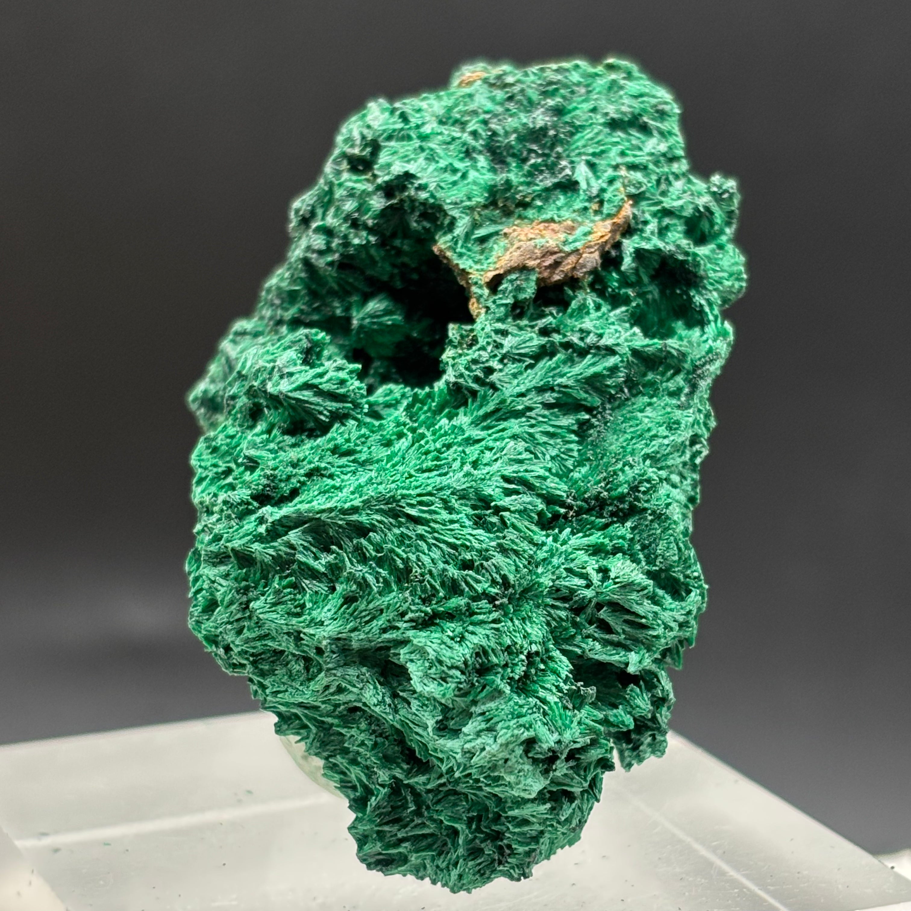 Emperor Malachite - 187