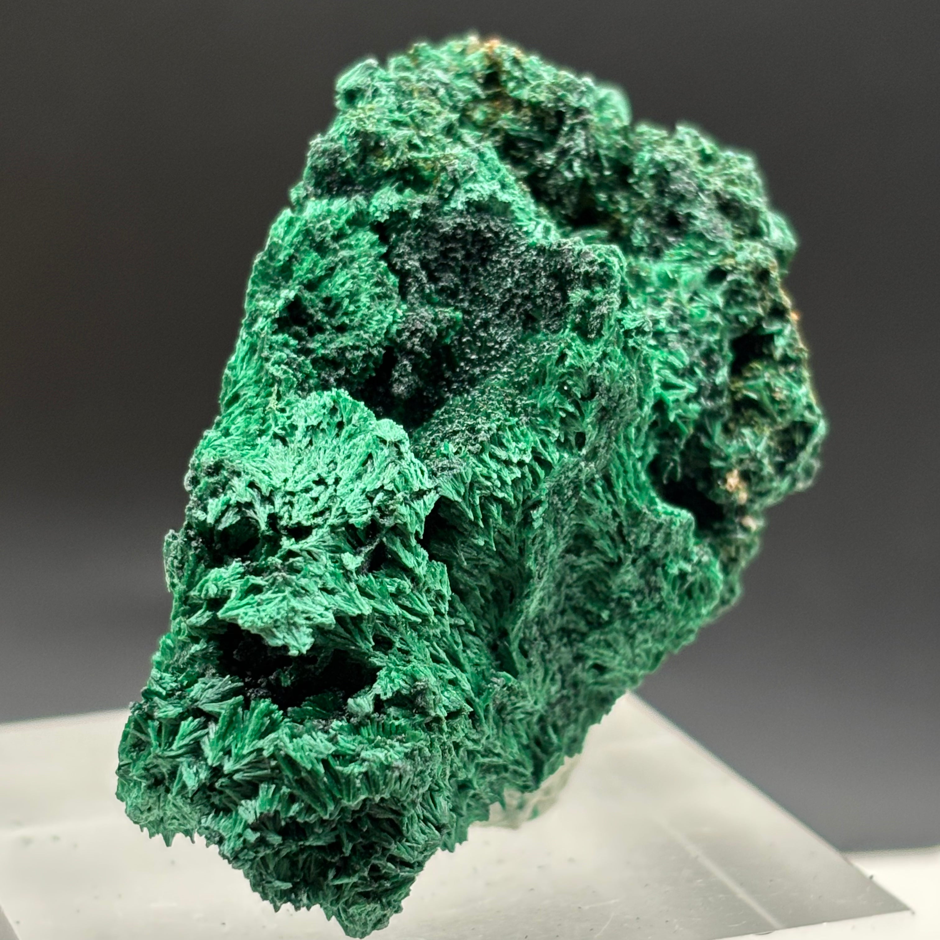 Emperor Malachite - 187