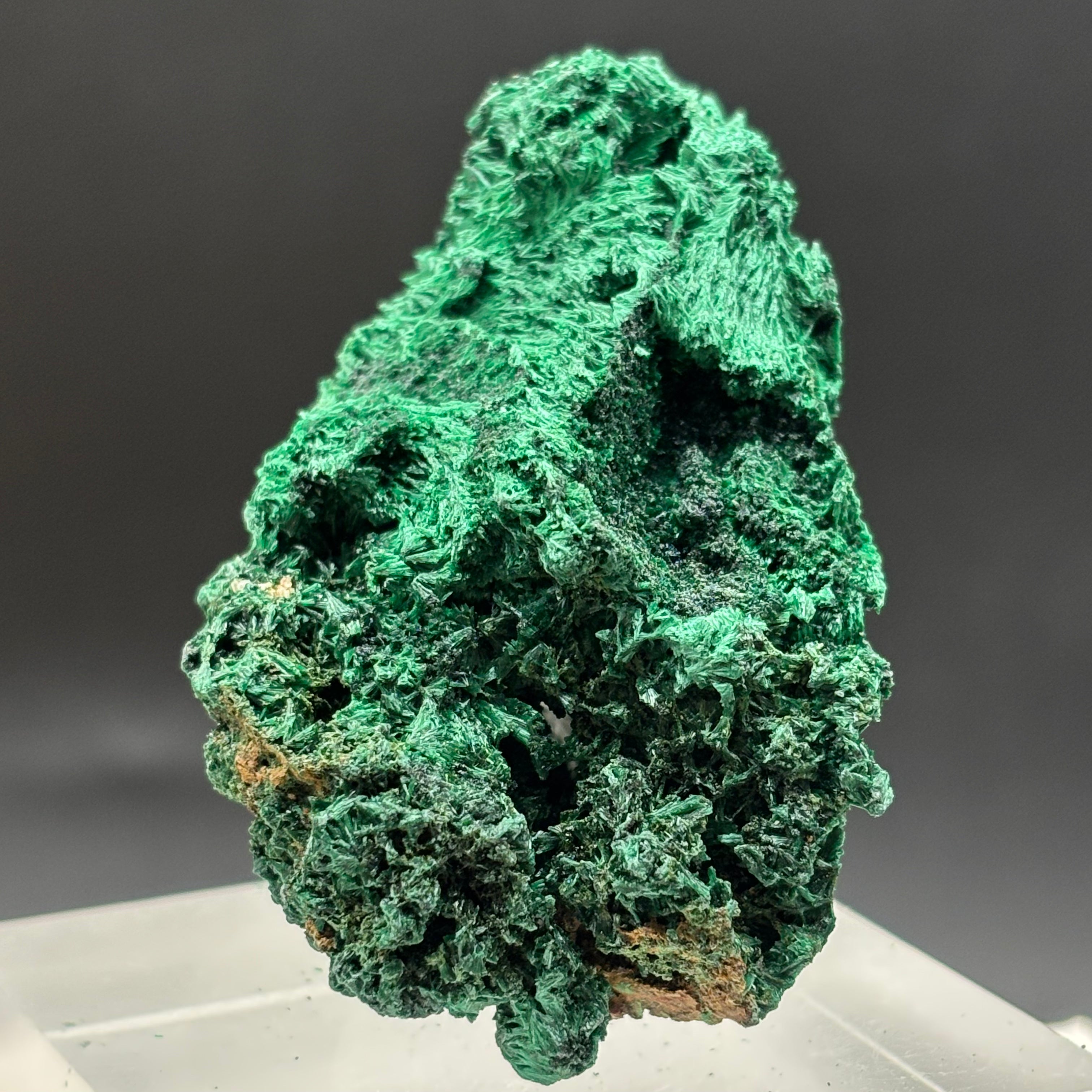 Emperor Malachite - 187