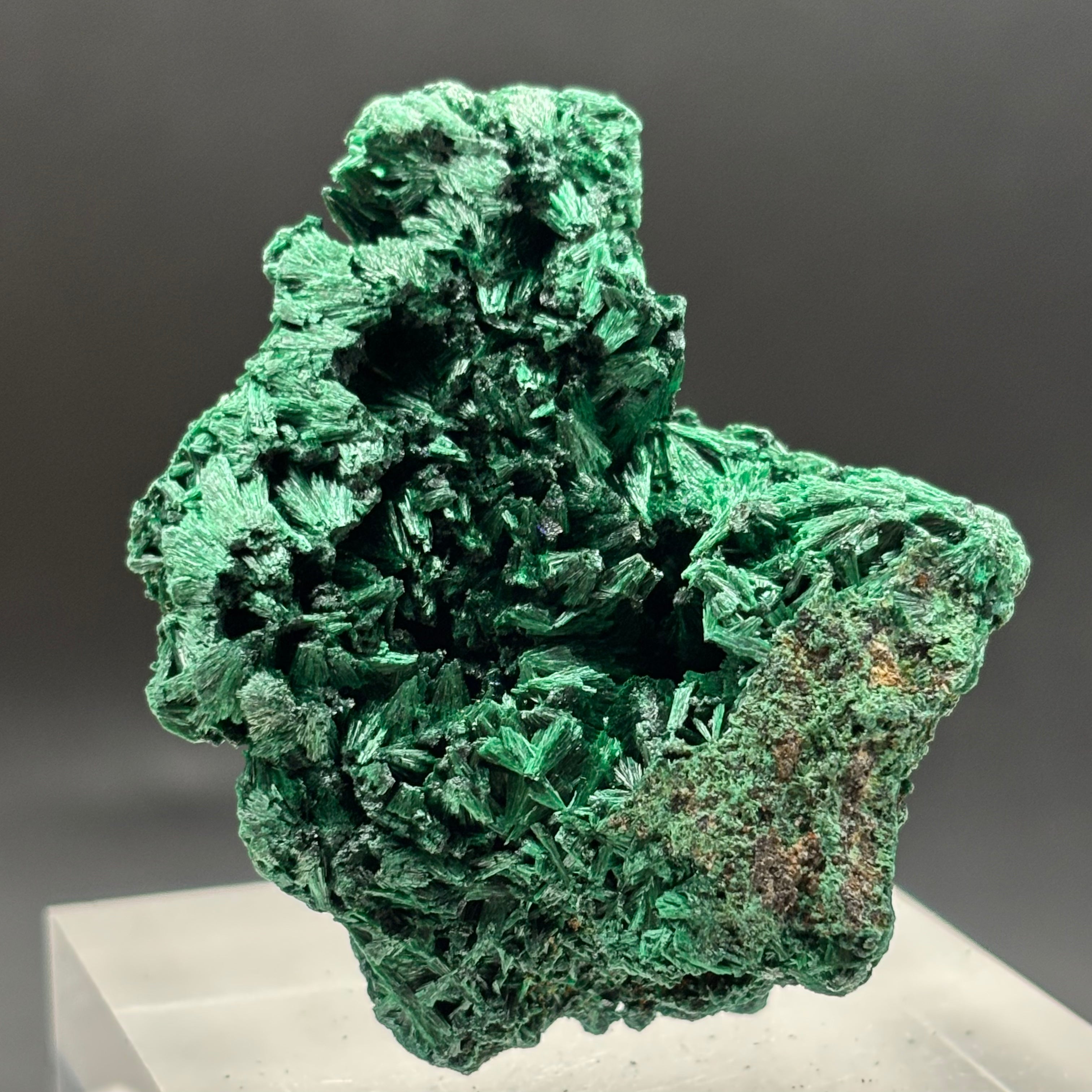 Emperor Malachite - 188
