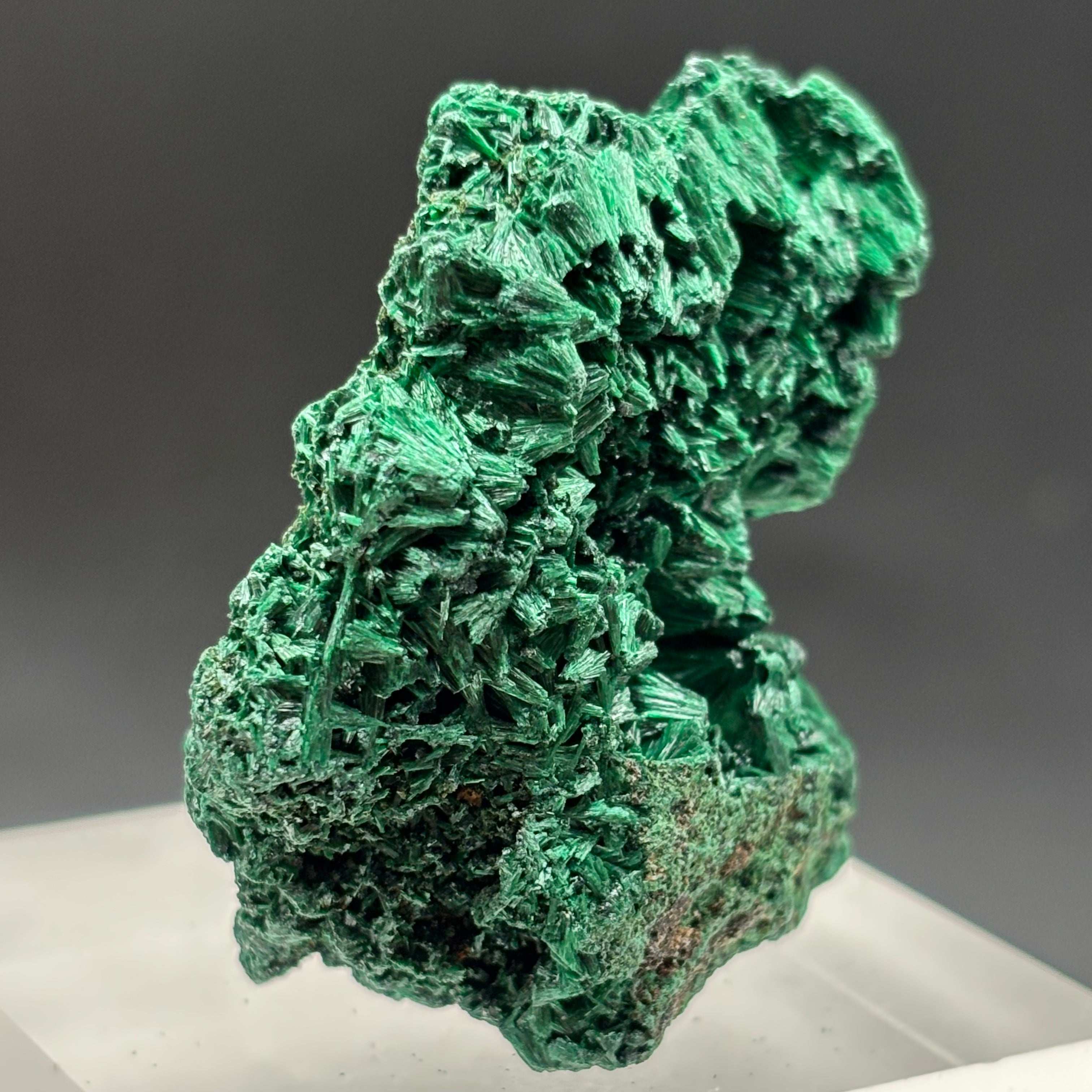 Emperor Malachite - 188