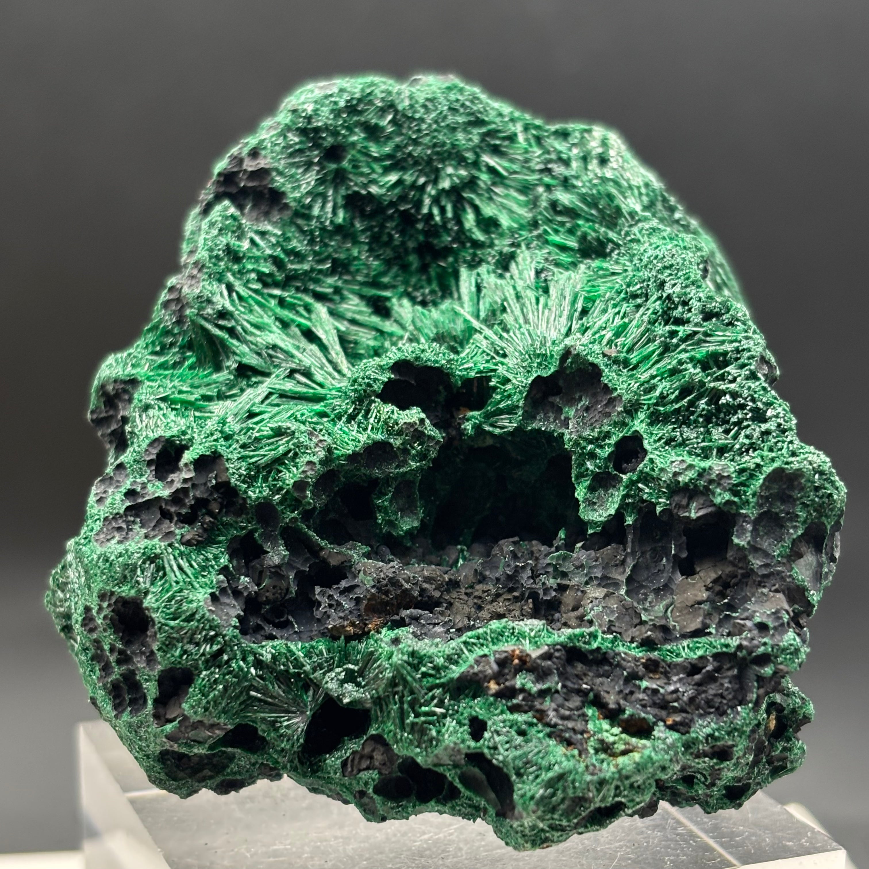 Emperor Malachite - 189