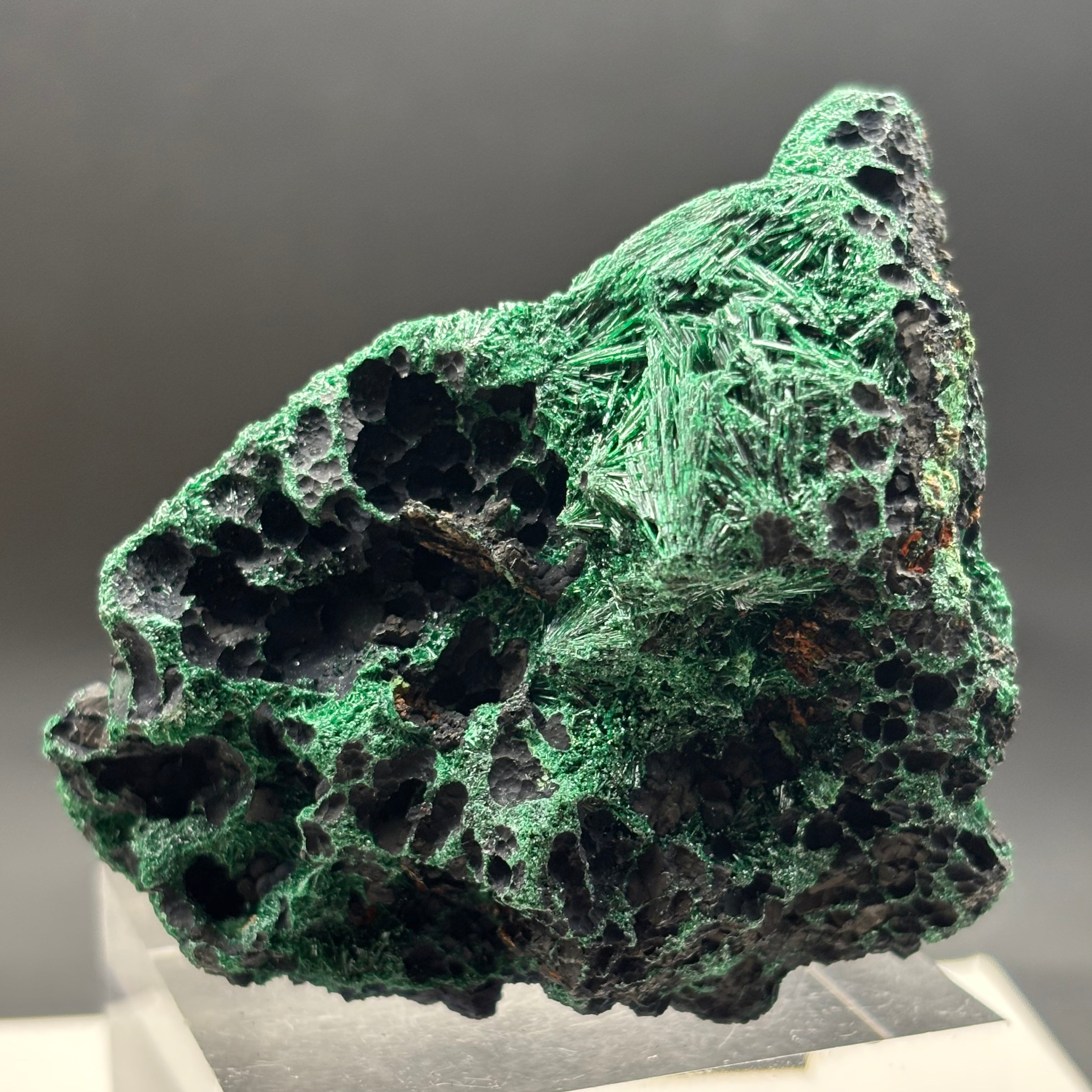 Emperor Malachite - 189