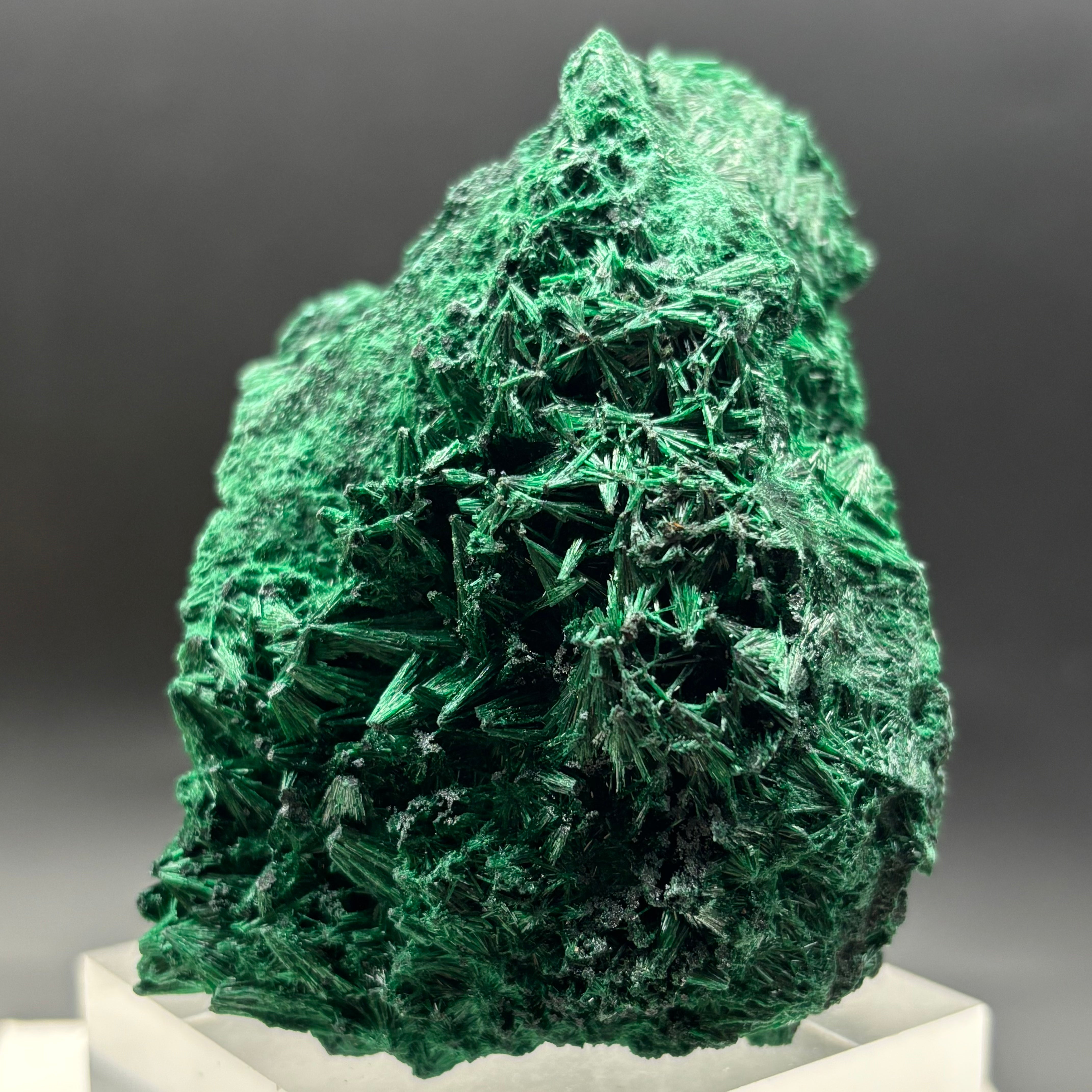 Emperor Malachite - 190