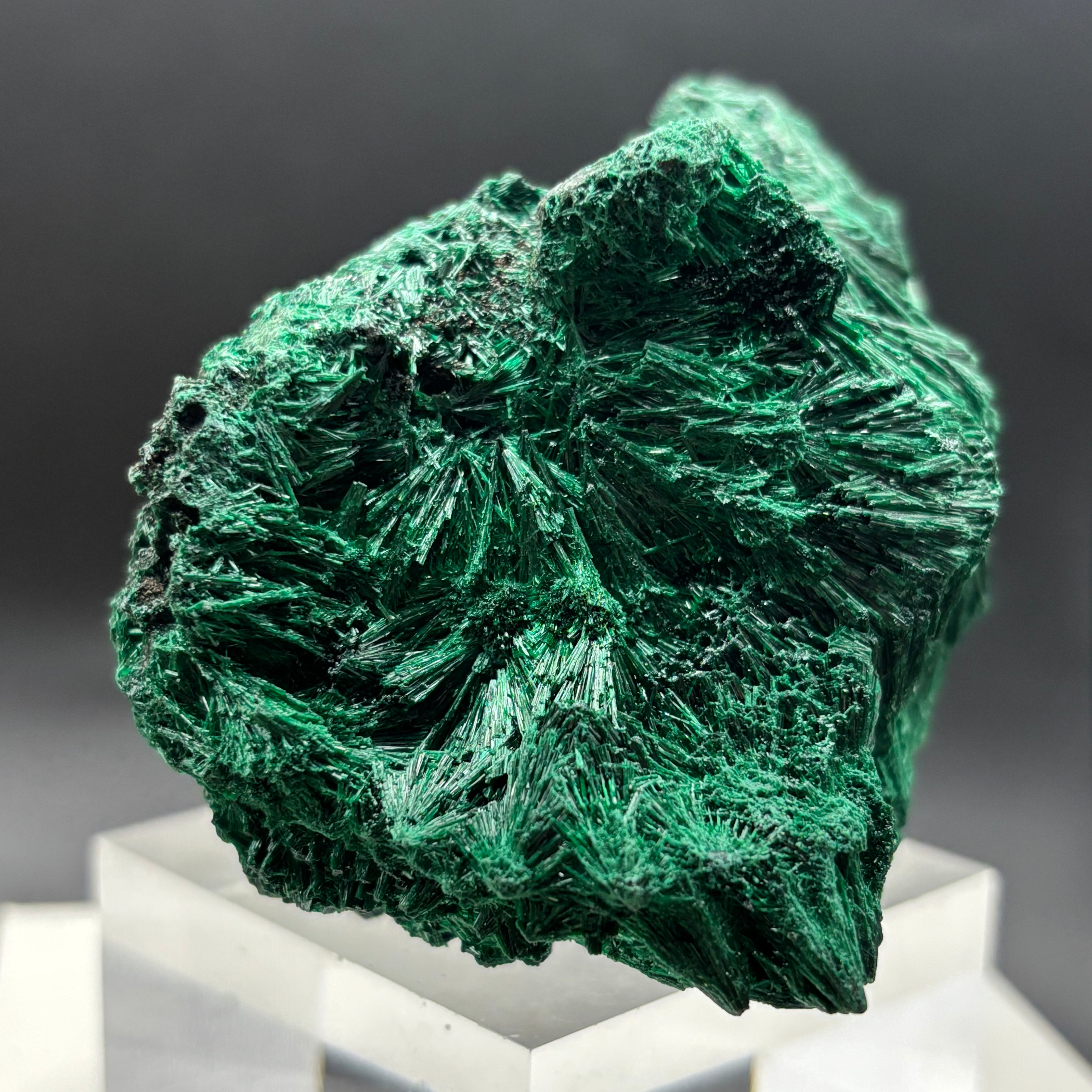 Emperor Malachite - 190