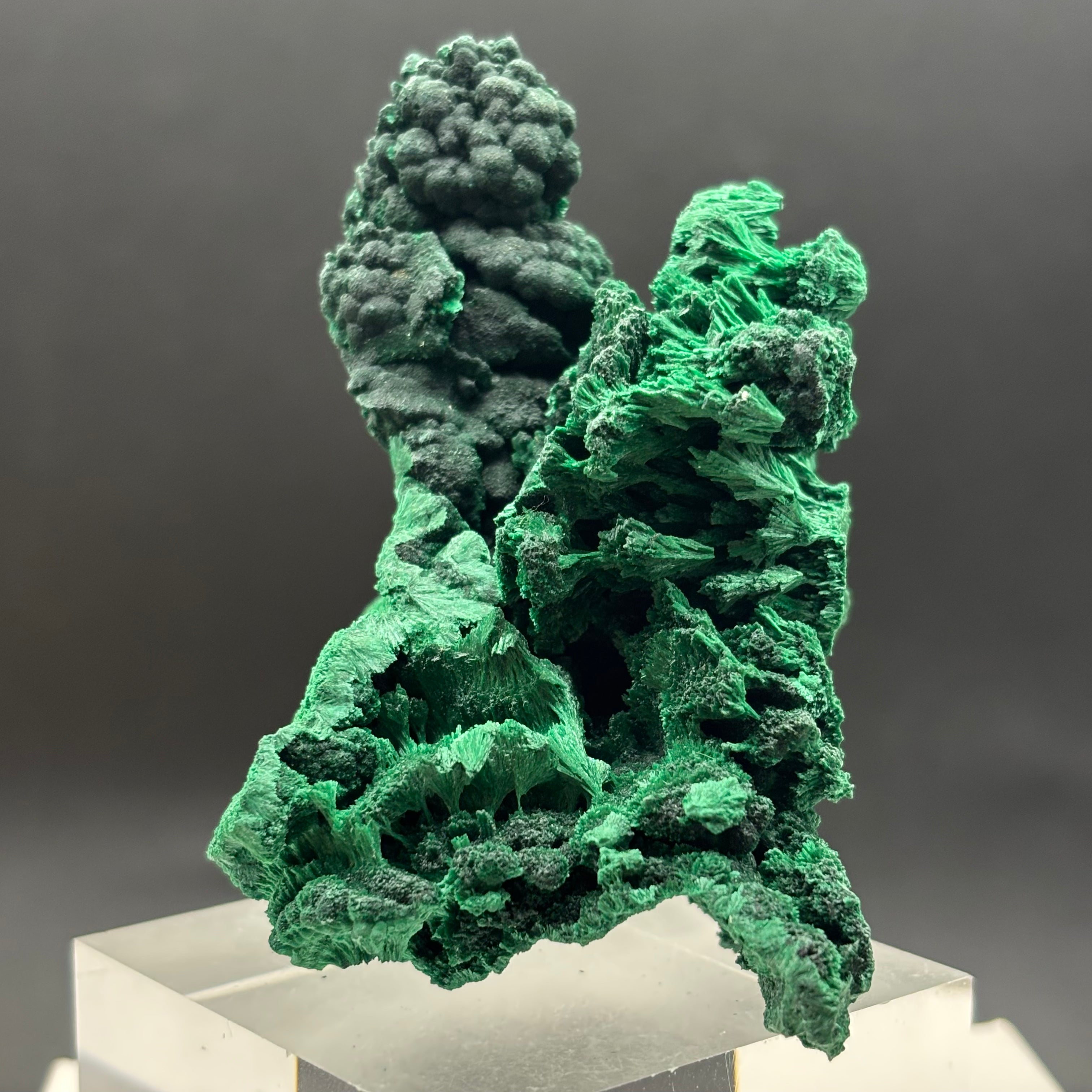 Emperor Malachite - 191