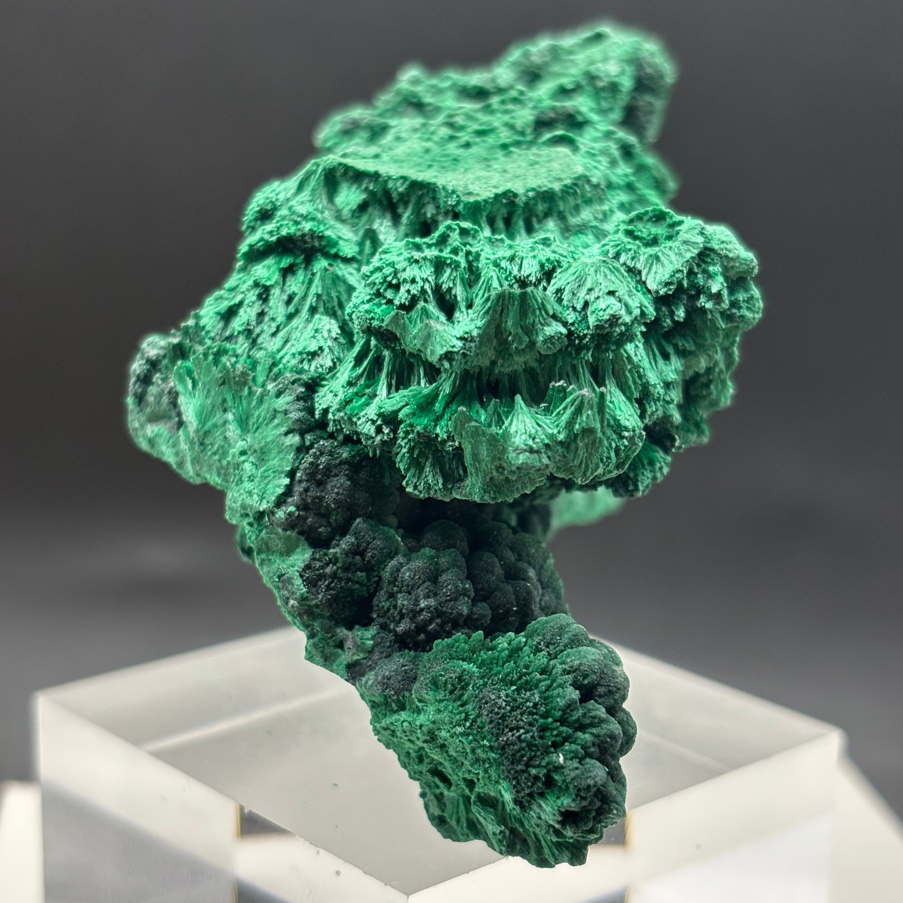 Emperor Malachite - 191