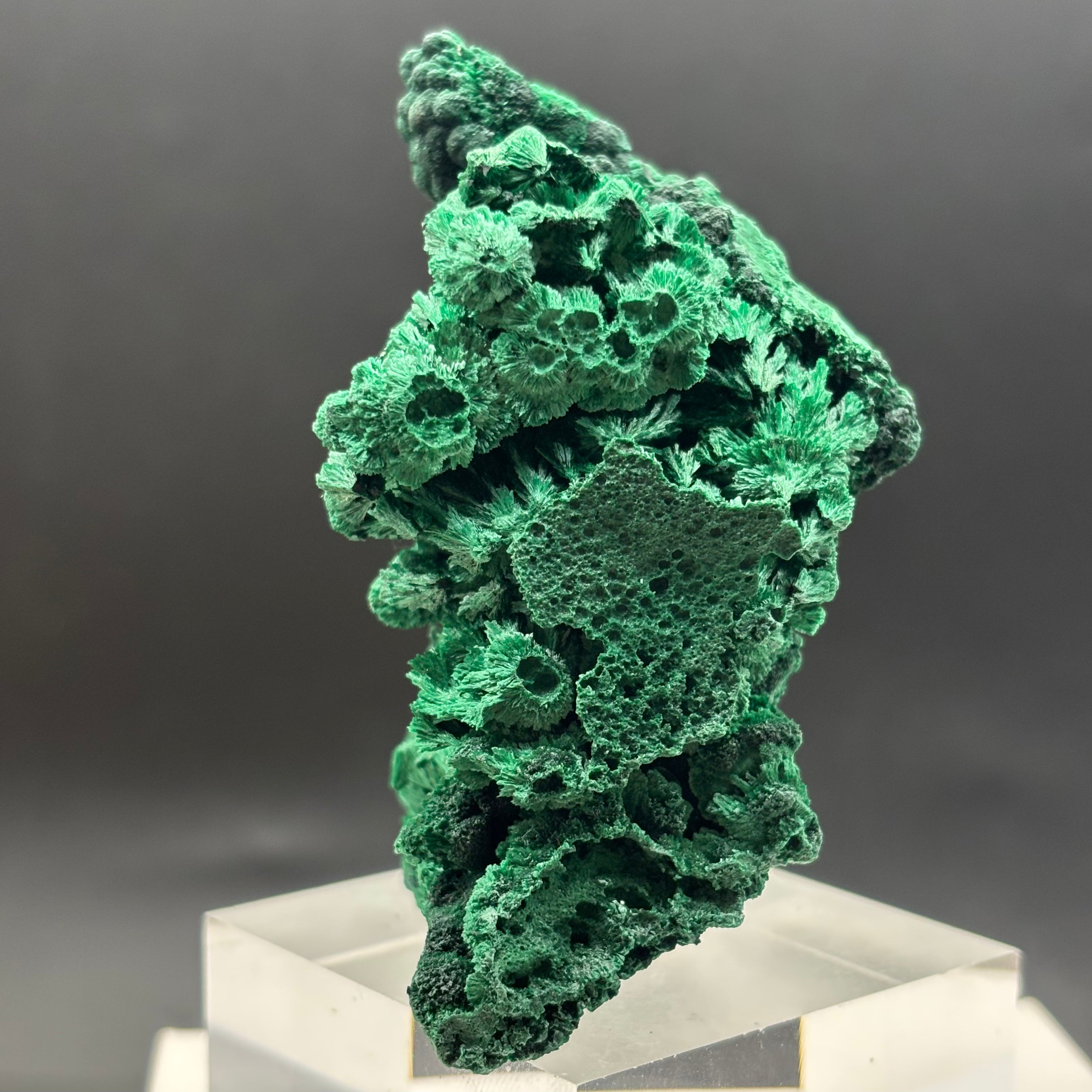 Emperor Malachite - 191
