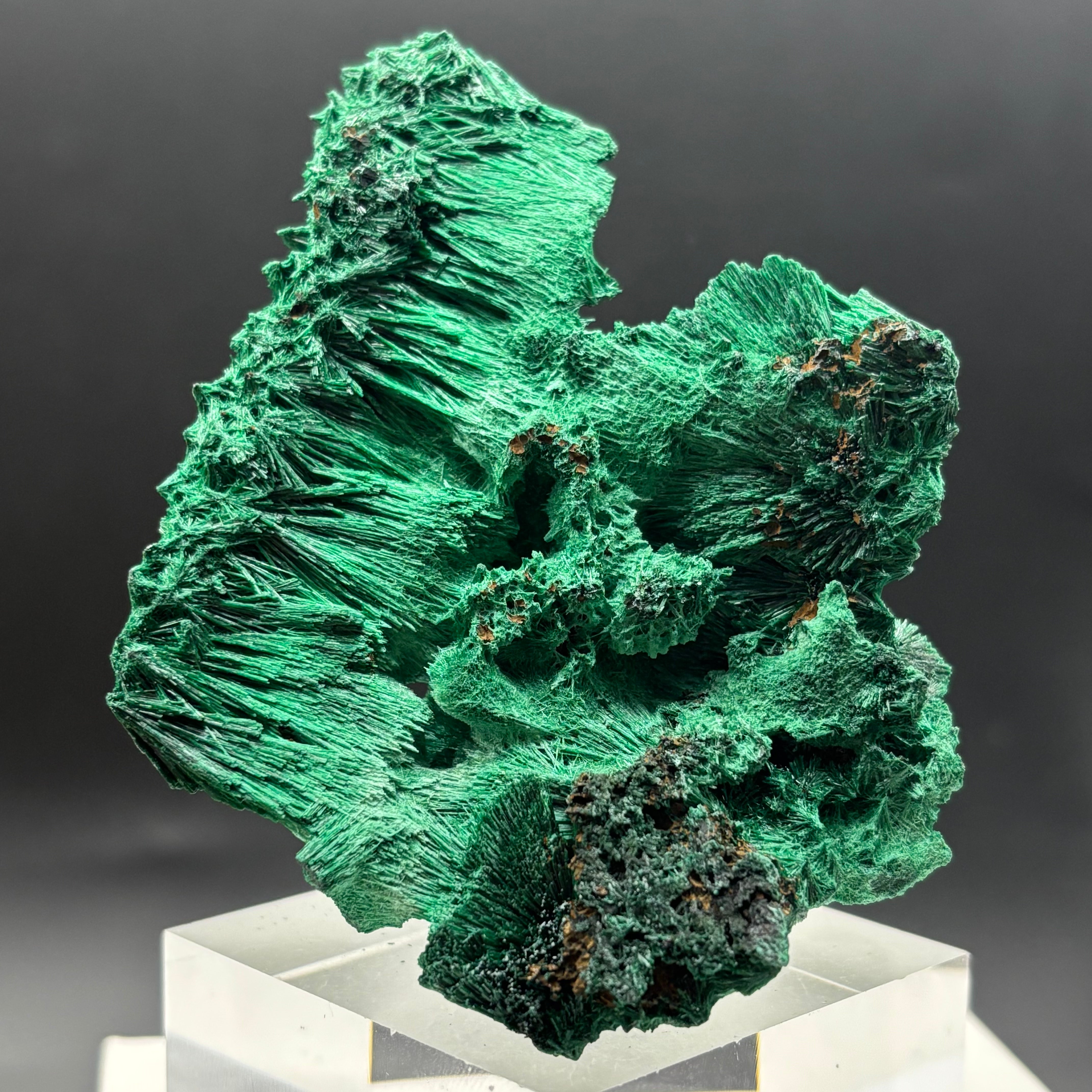 Emperor Malachite - 192