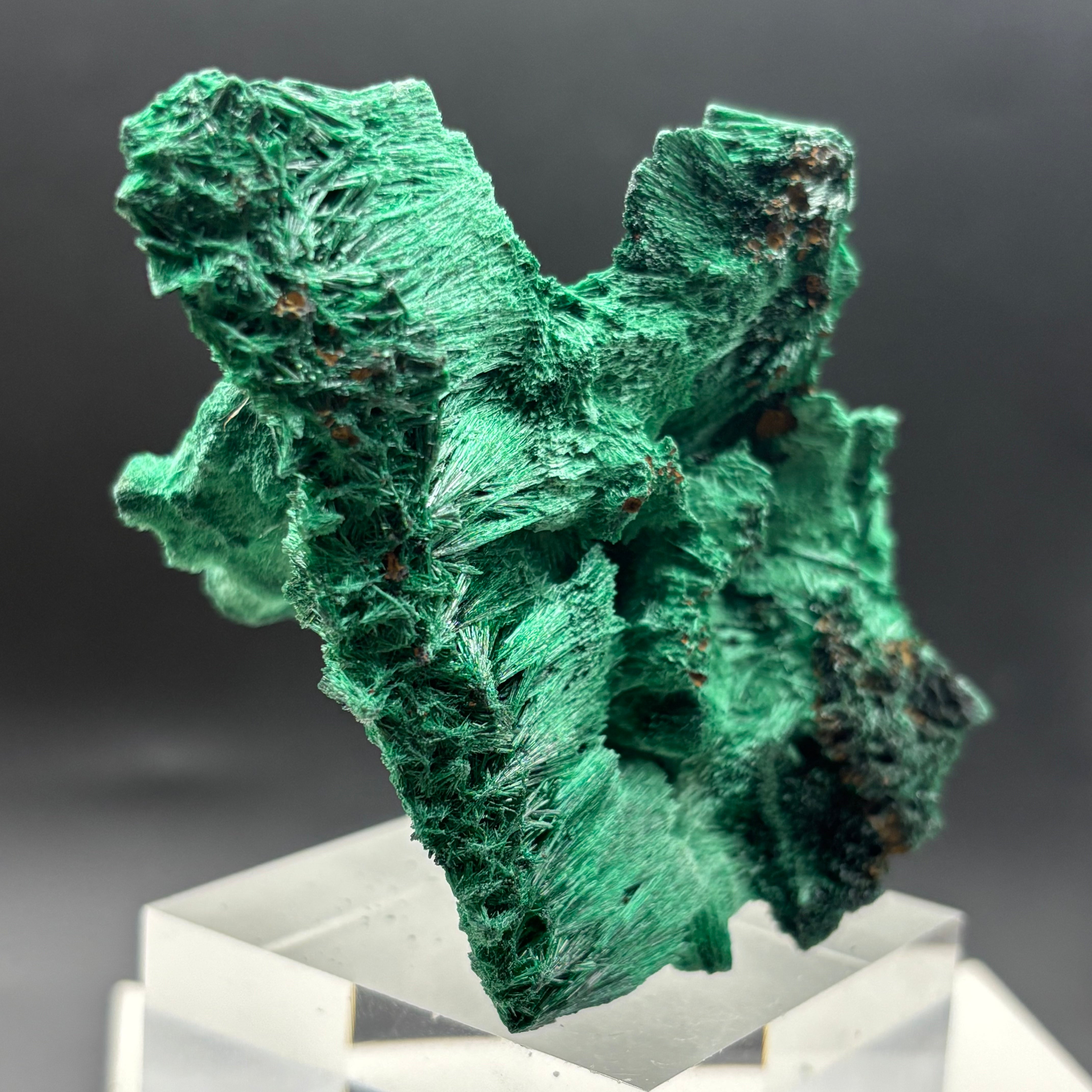 Emperor Malachite - 192