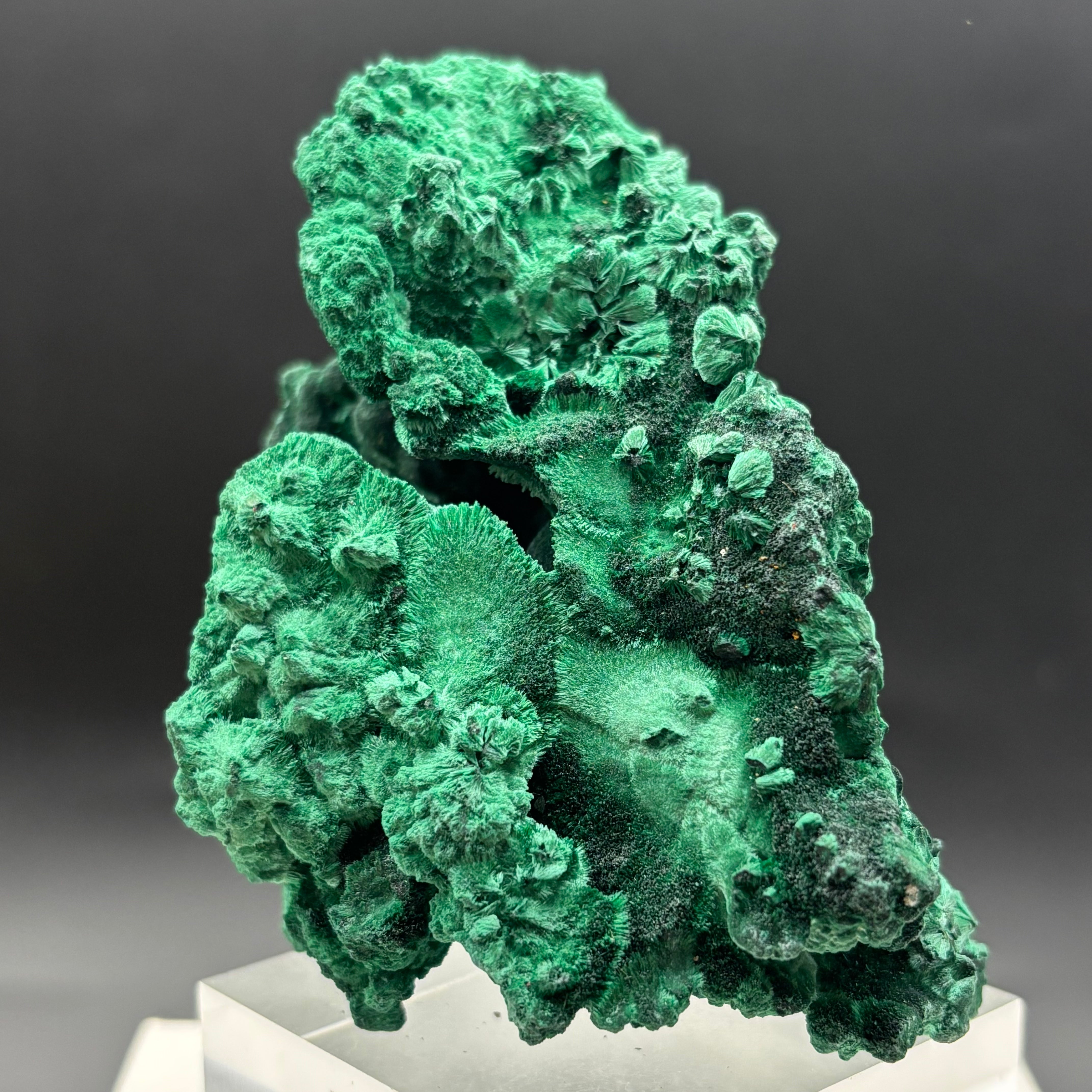 Emperor Malachite - 193
