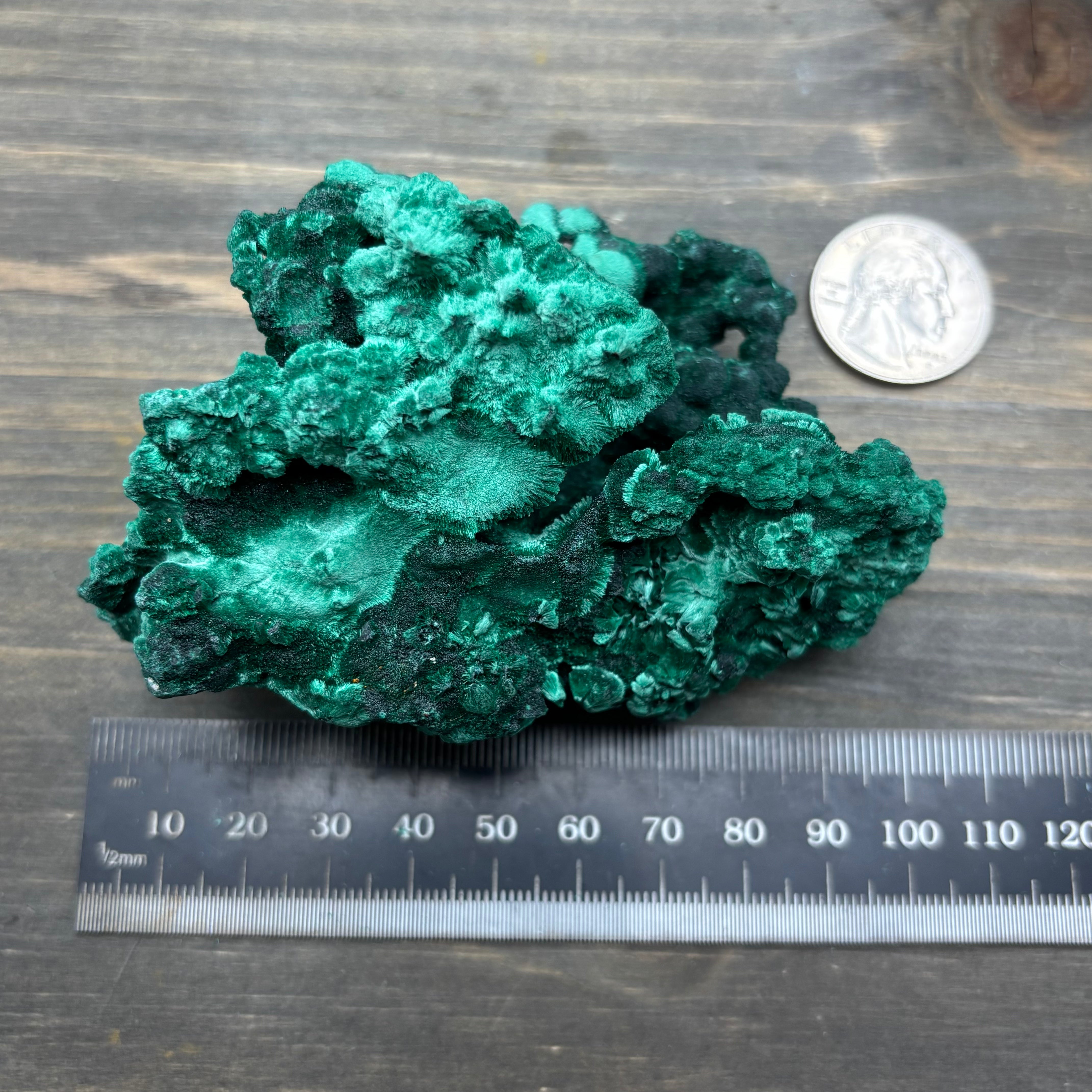 Emperor Malachite - 193