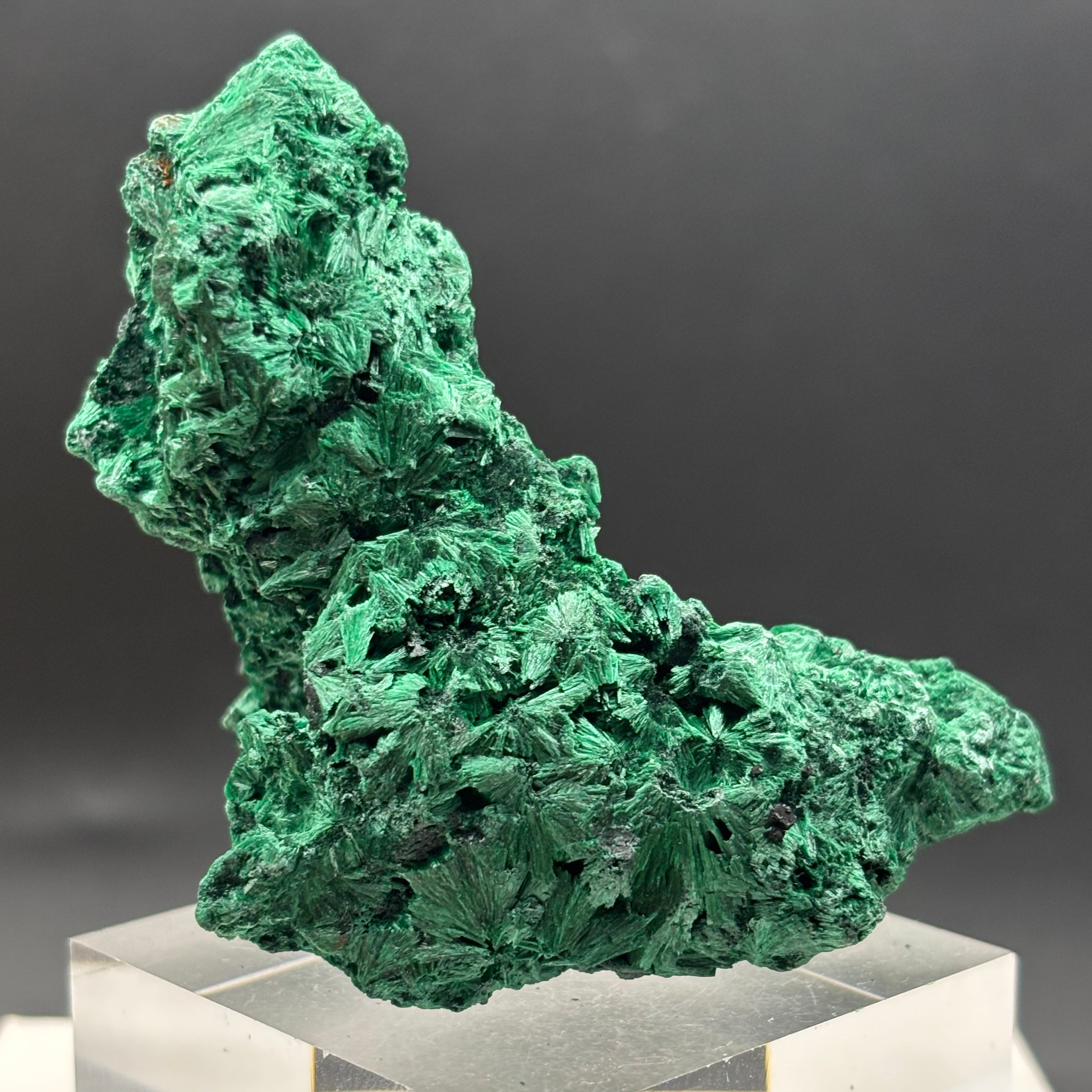Emperor Malachite - 194