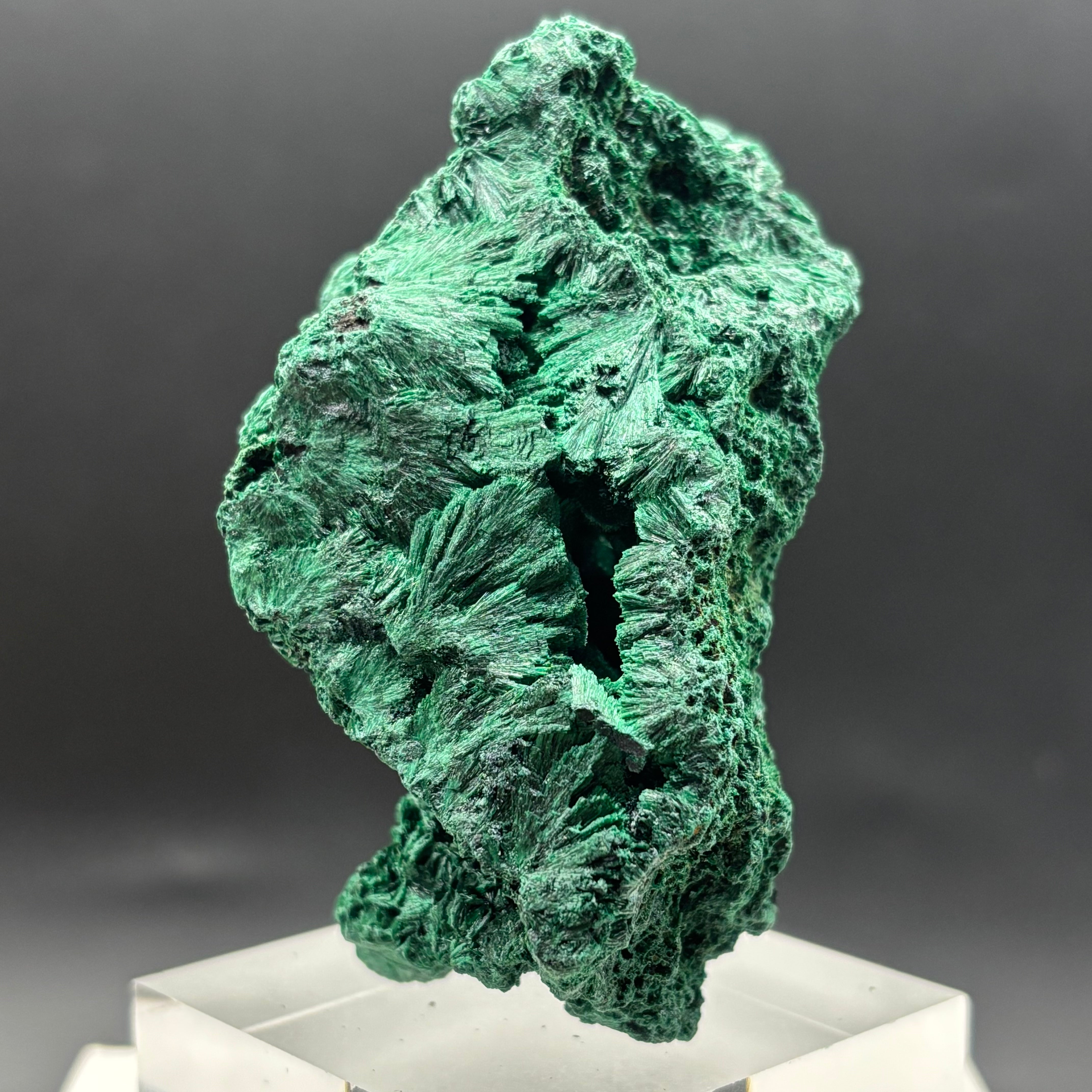 Emperor Malachite - 195