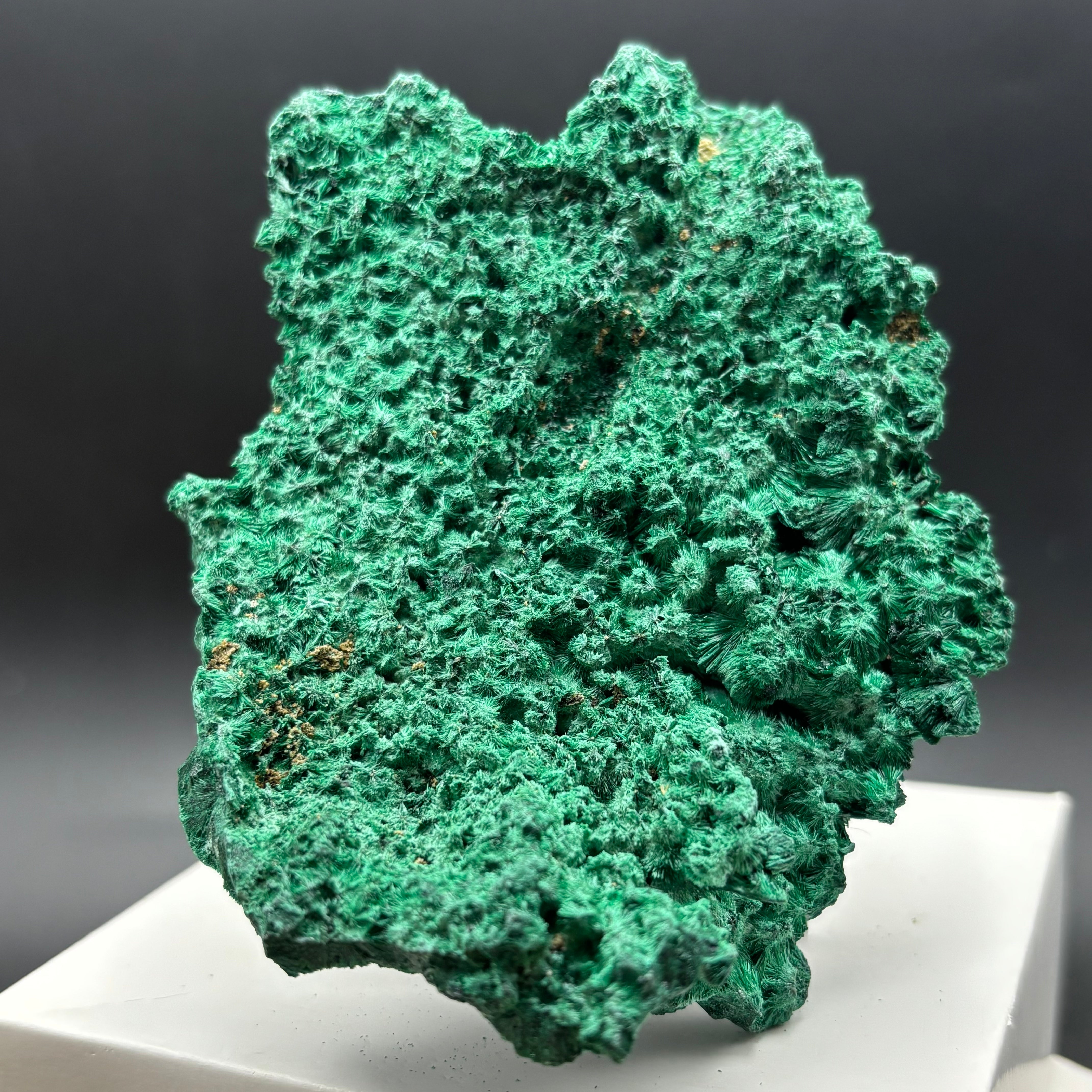 Emperor Malachite - 196