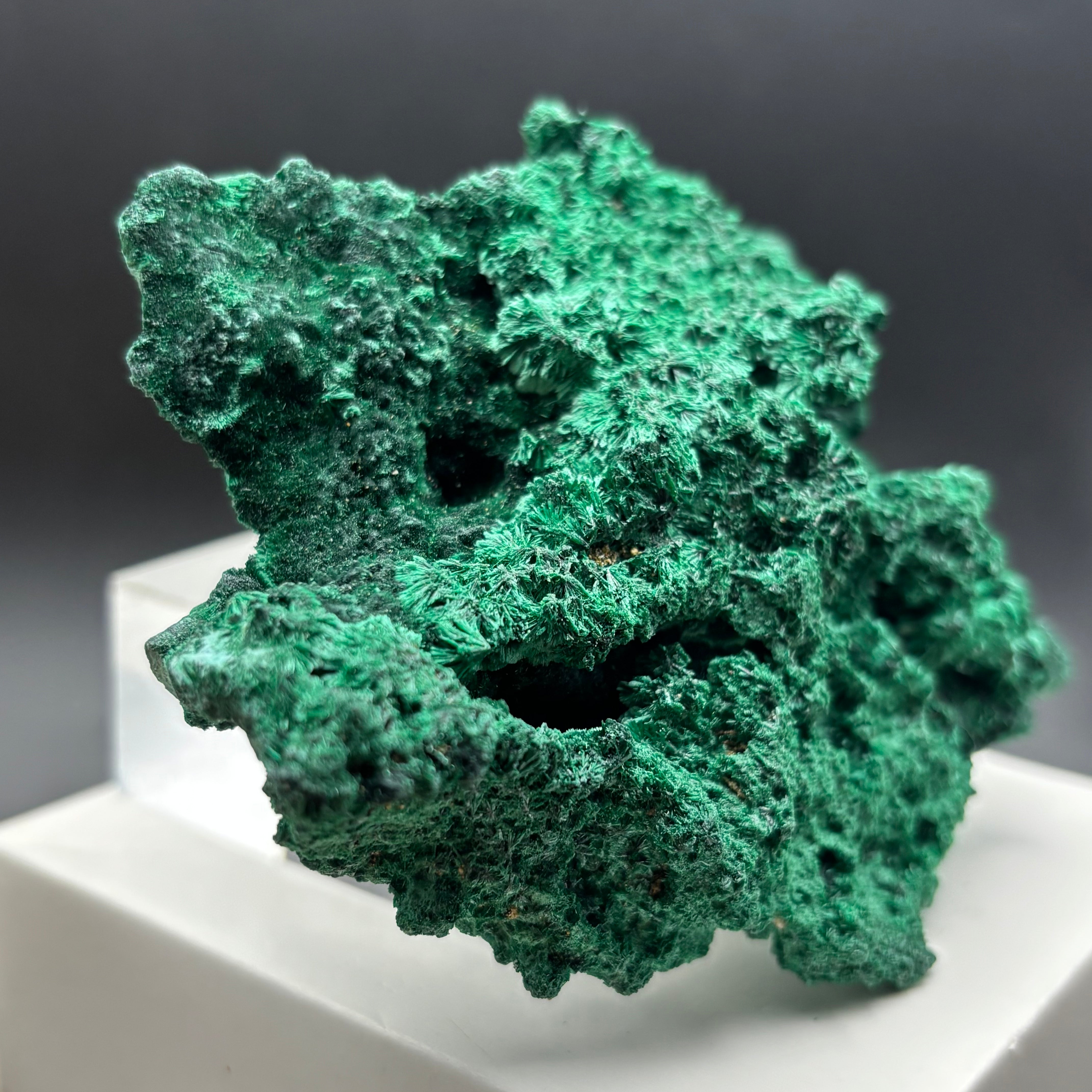 Emperor Malachite - 196