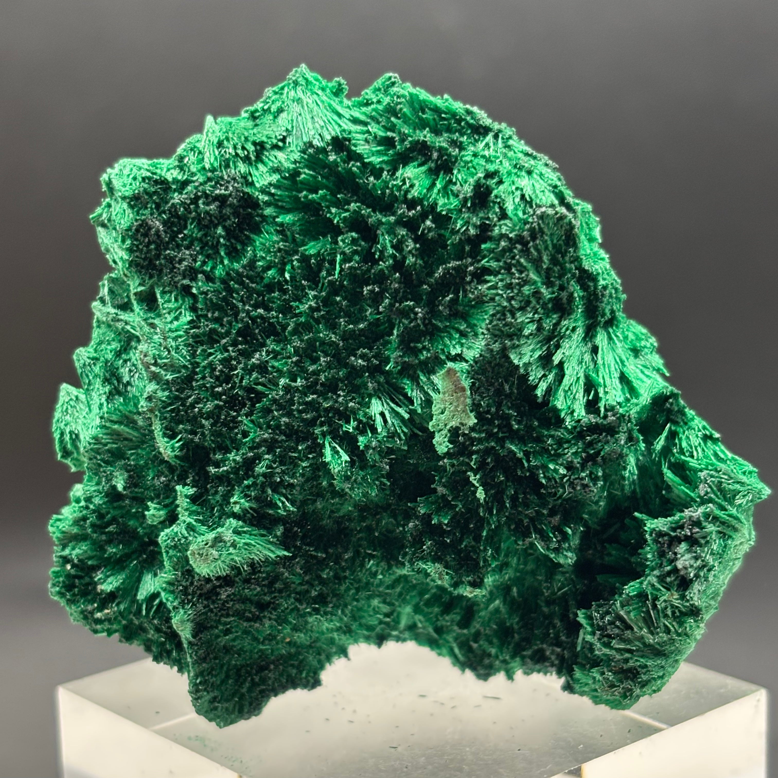 Emperor Malachite - 197