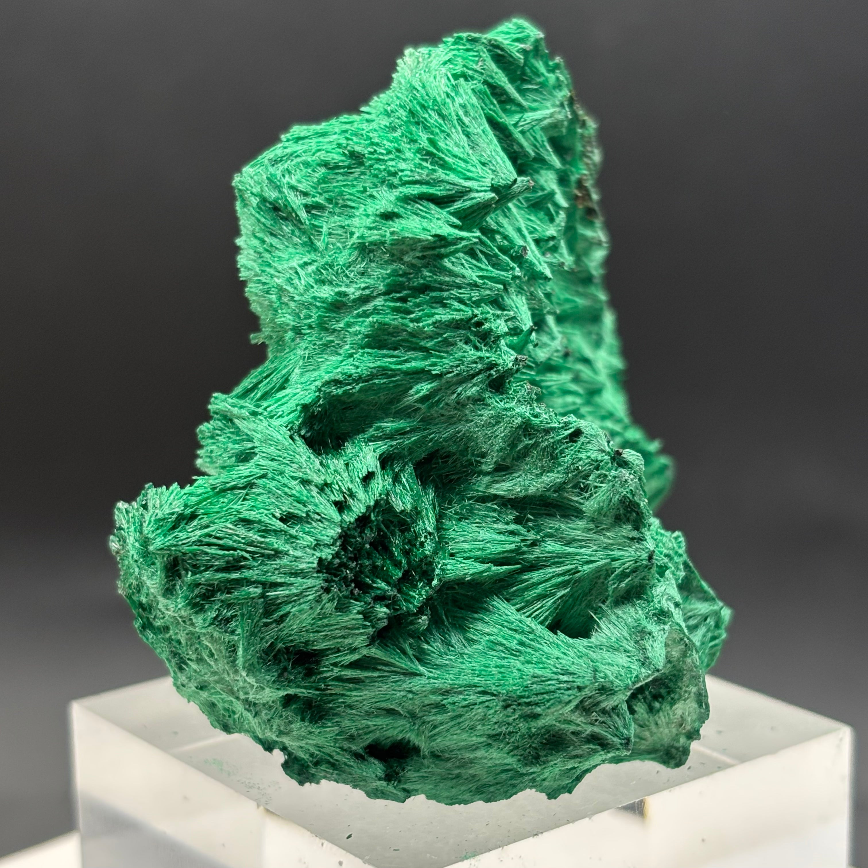 Emperor Malachite - 197