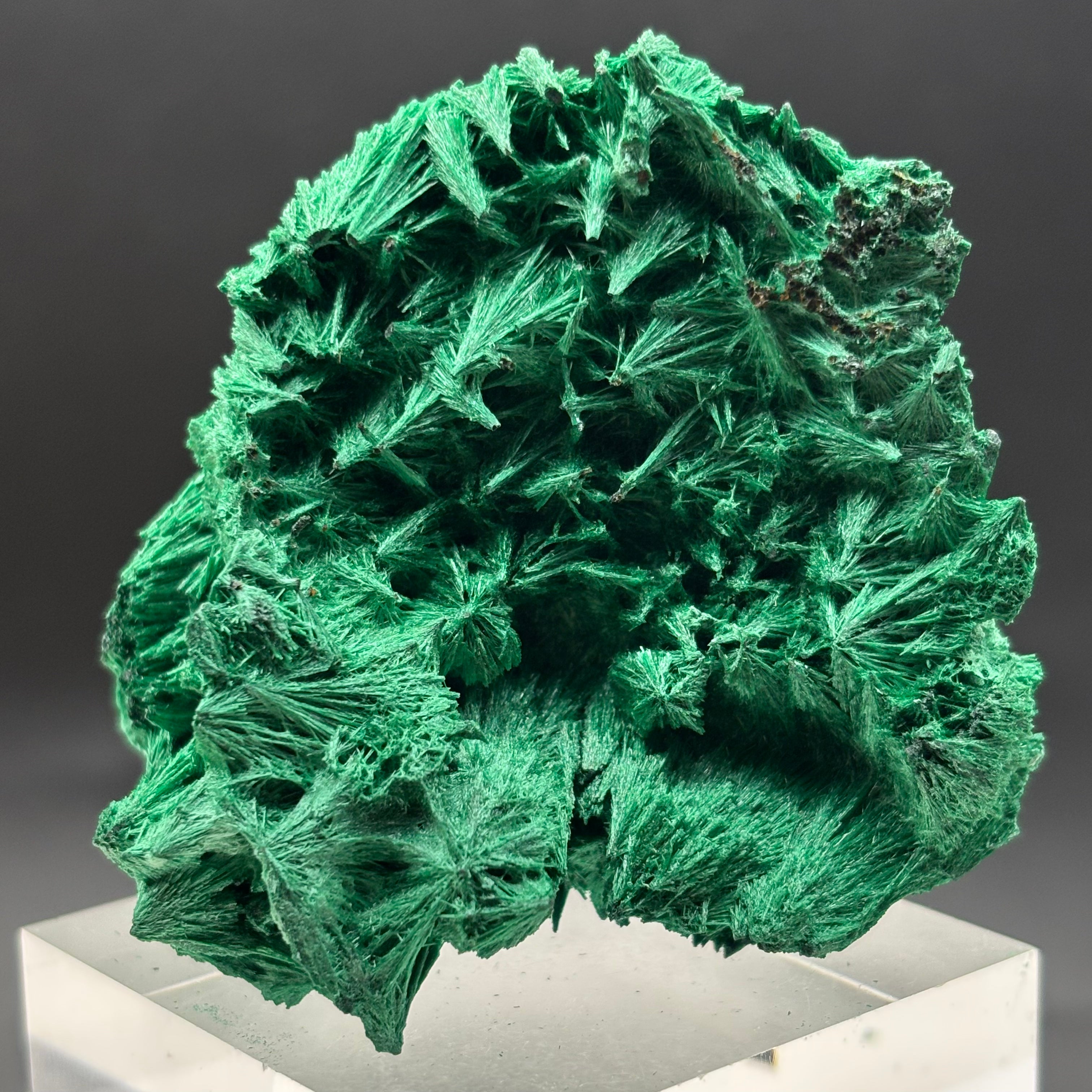 Emperor Malachite - 197