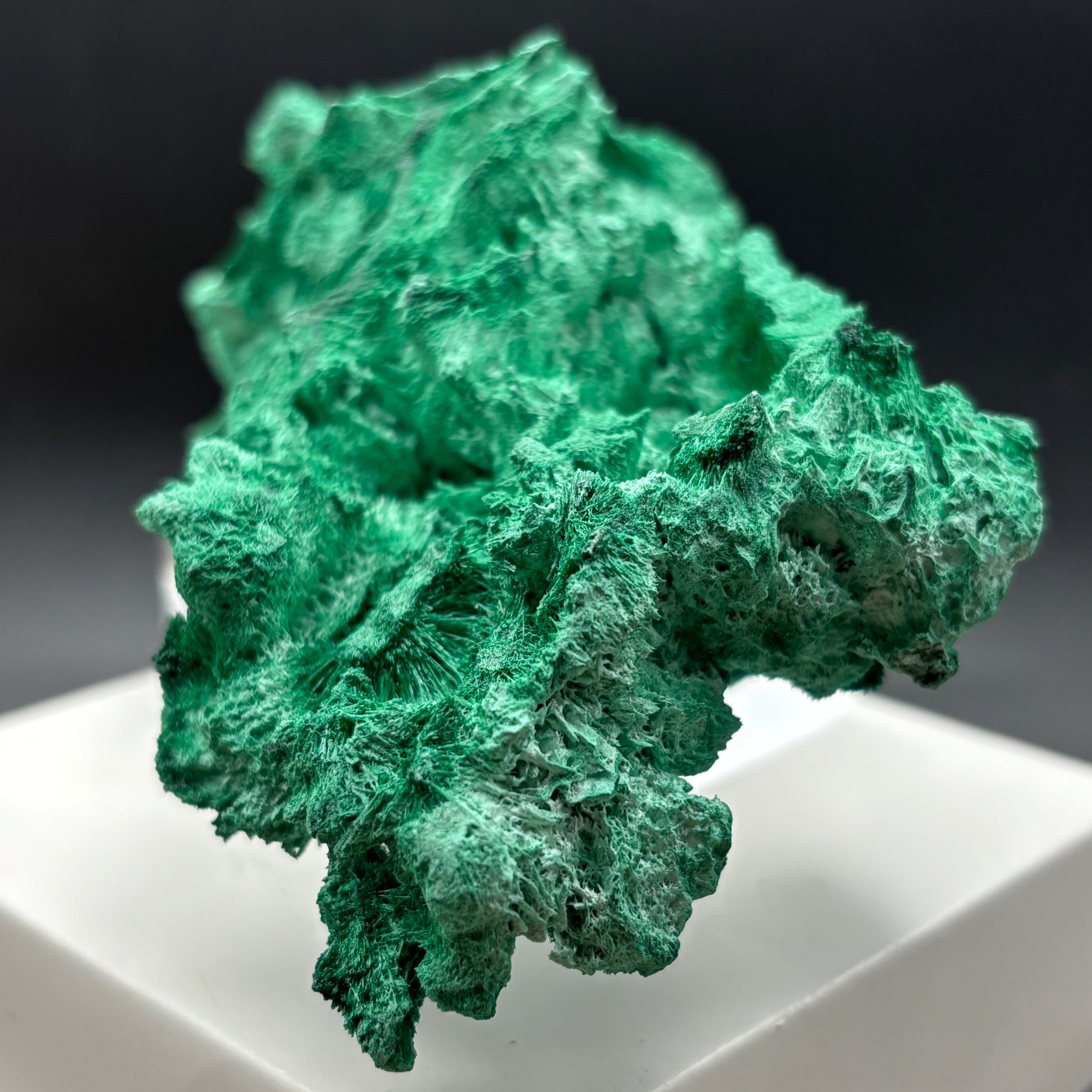 Emperor Malachite - 198