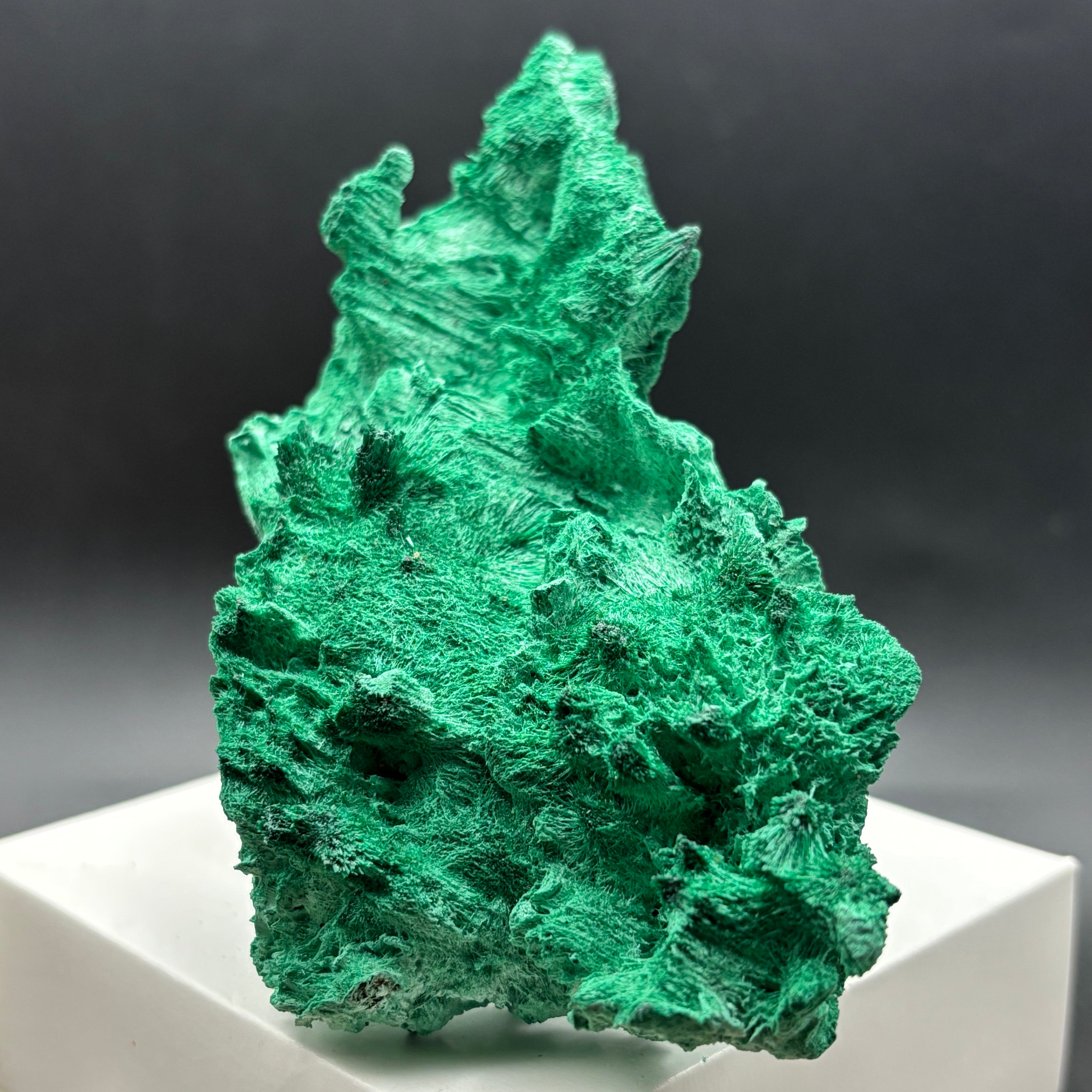 Emperor Malachite - 198