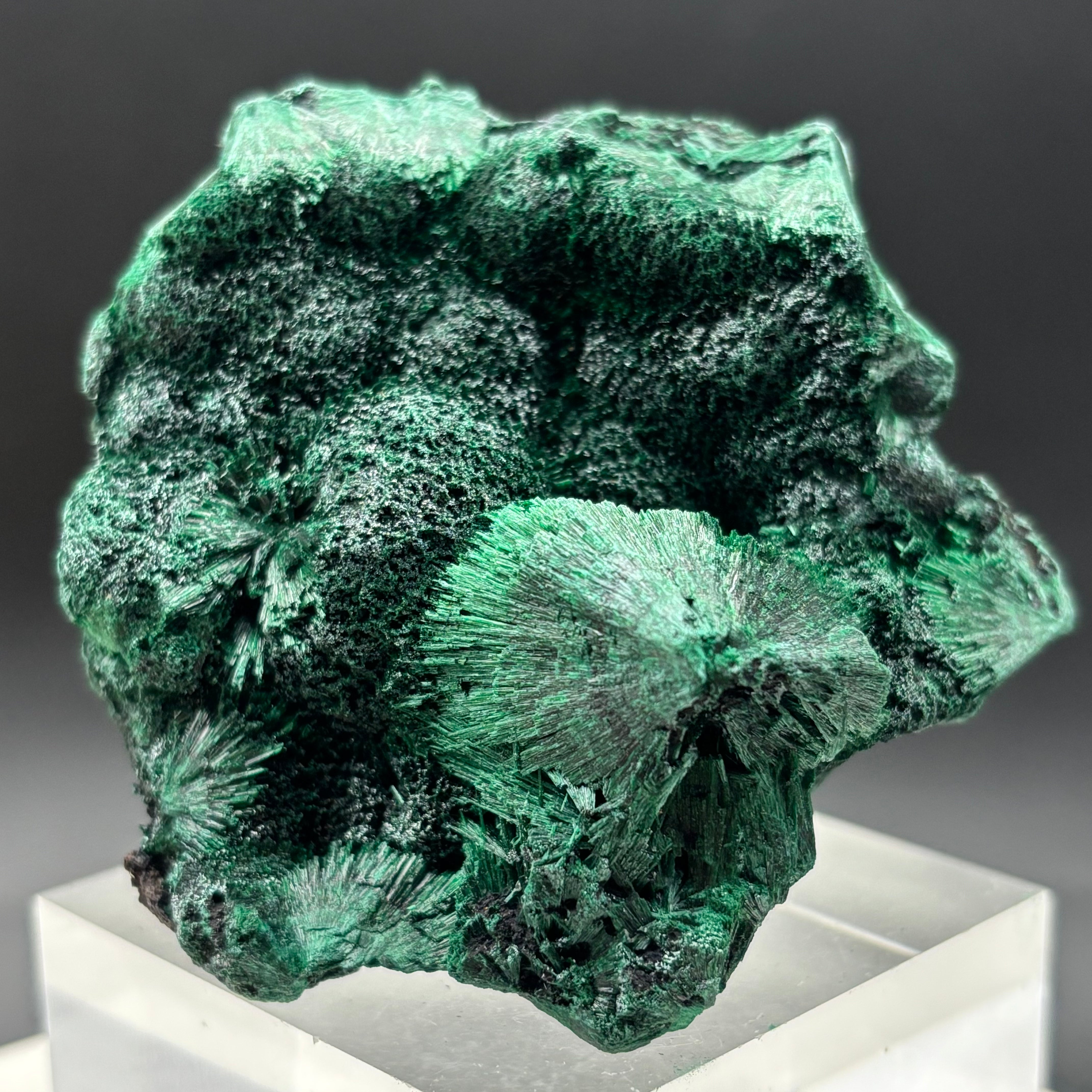 Emperor Malachite - 199