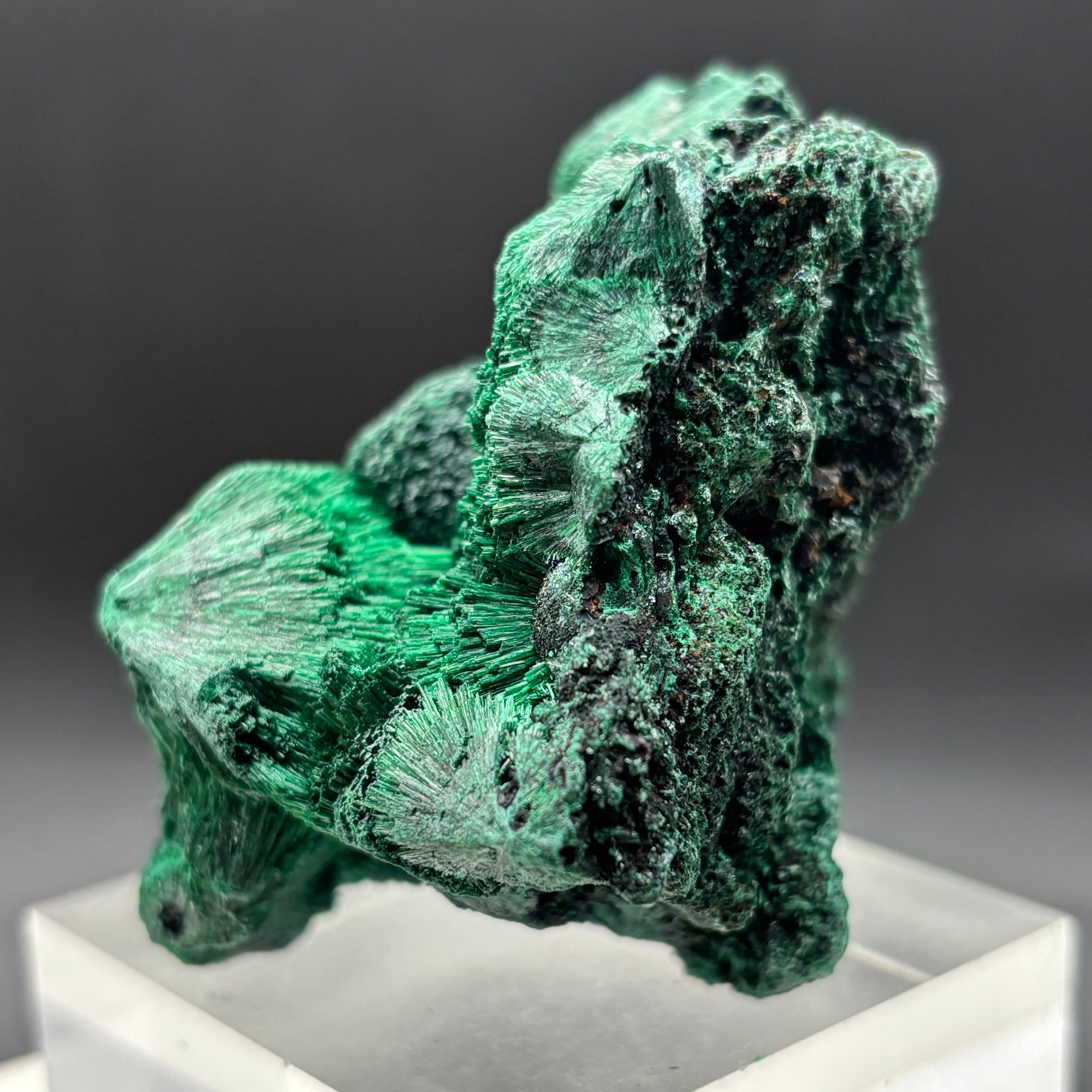 Emperor Malachite - 199