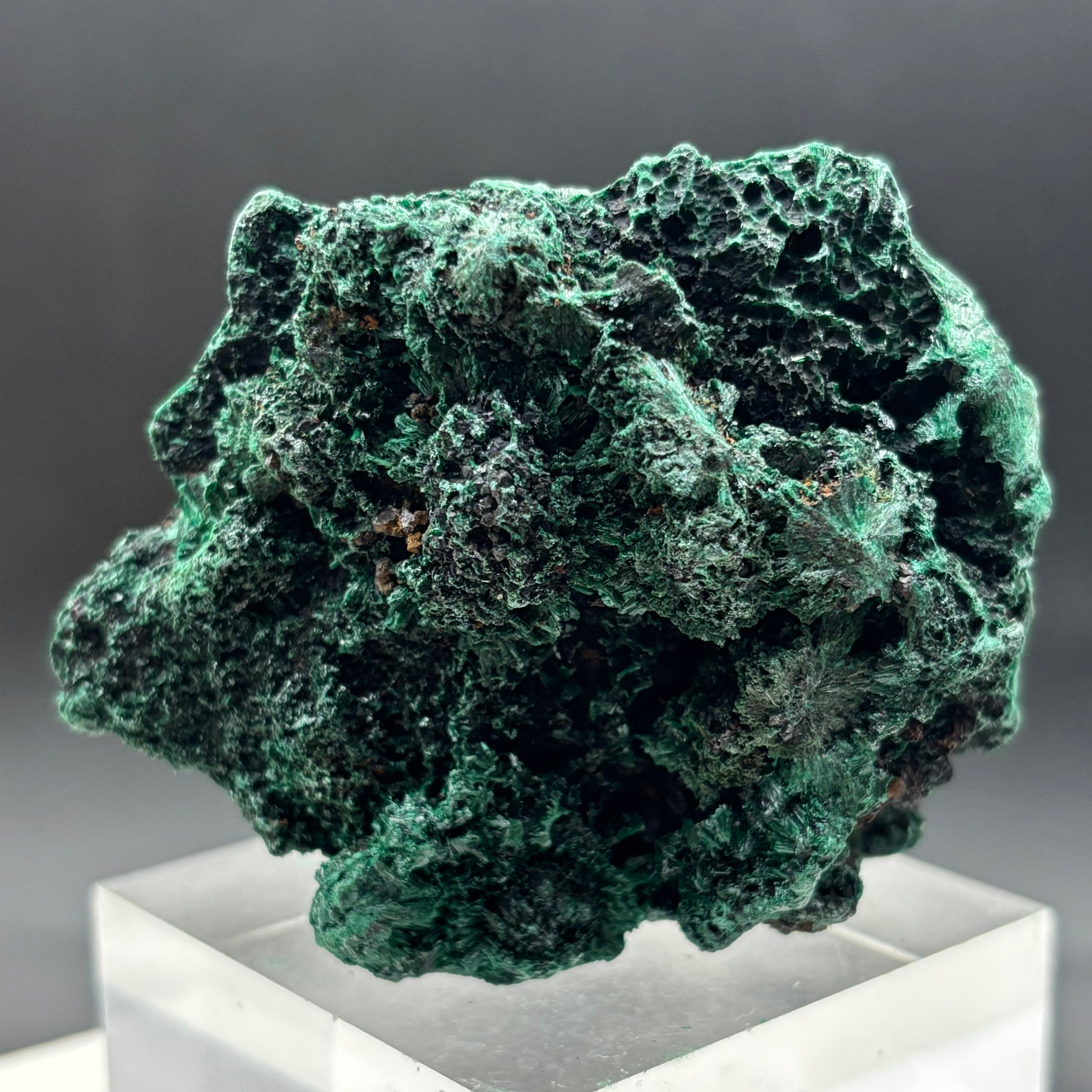 Emperor Malachite - 199