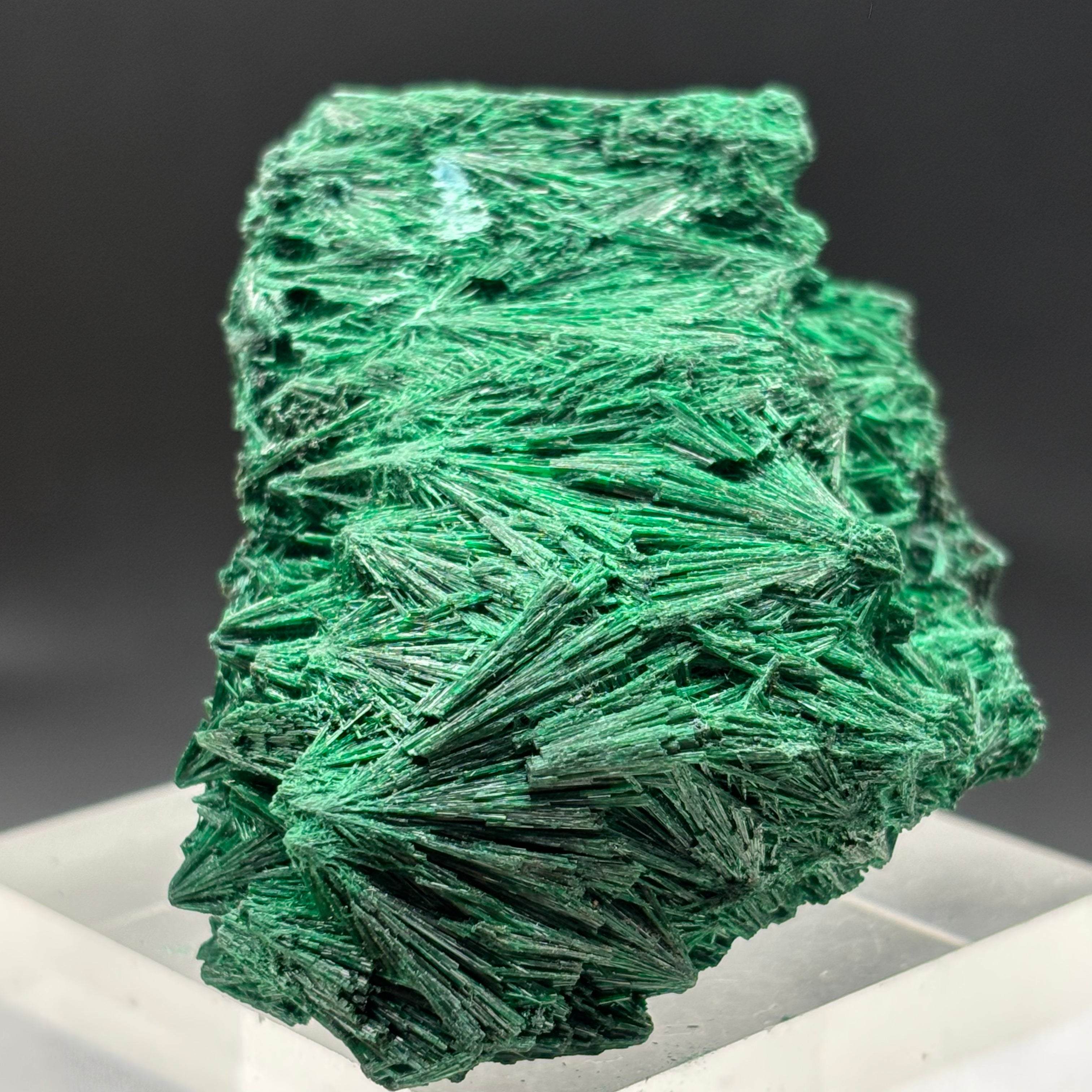 Emperor Malachite - 200