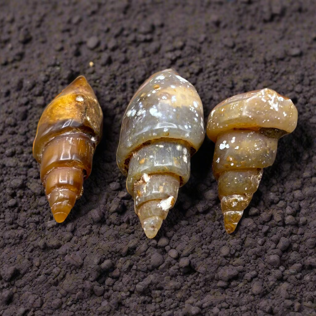 Carnelian Replaced Shell, Kit of 3