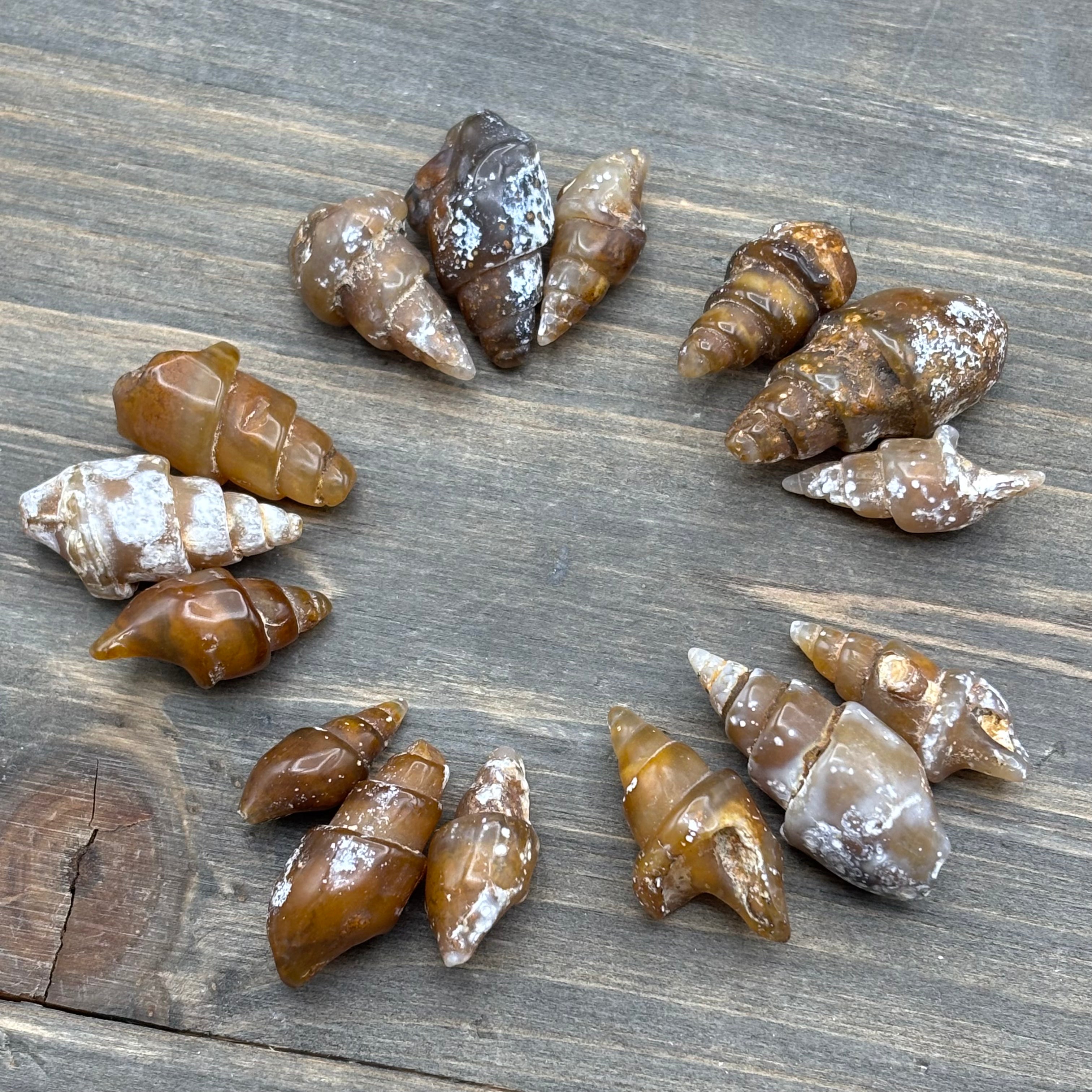 Carnelian Replaced Shell, Kit of 3