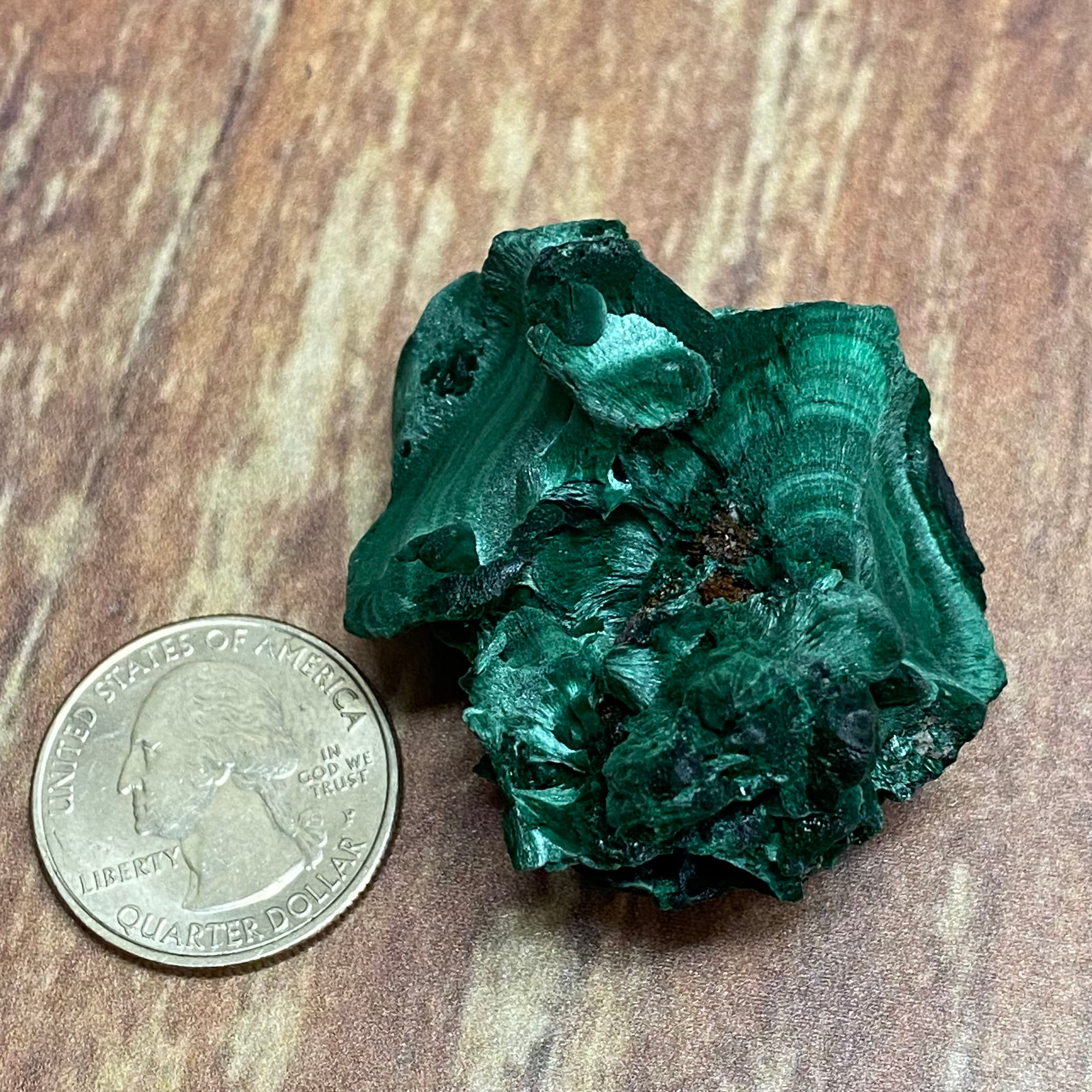 Emperor Malachite - 086