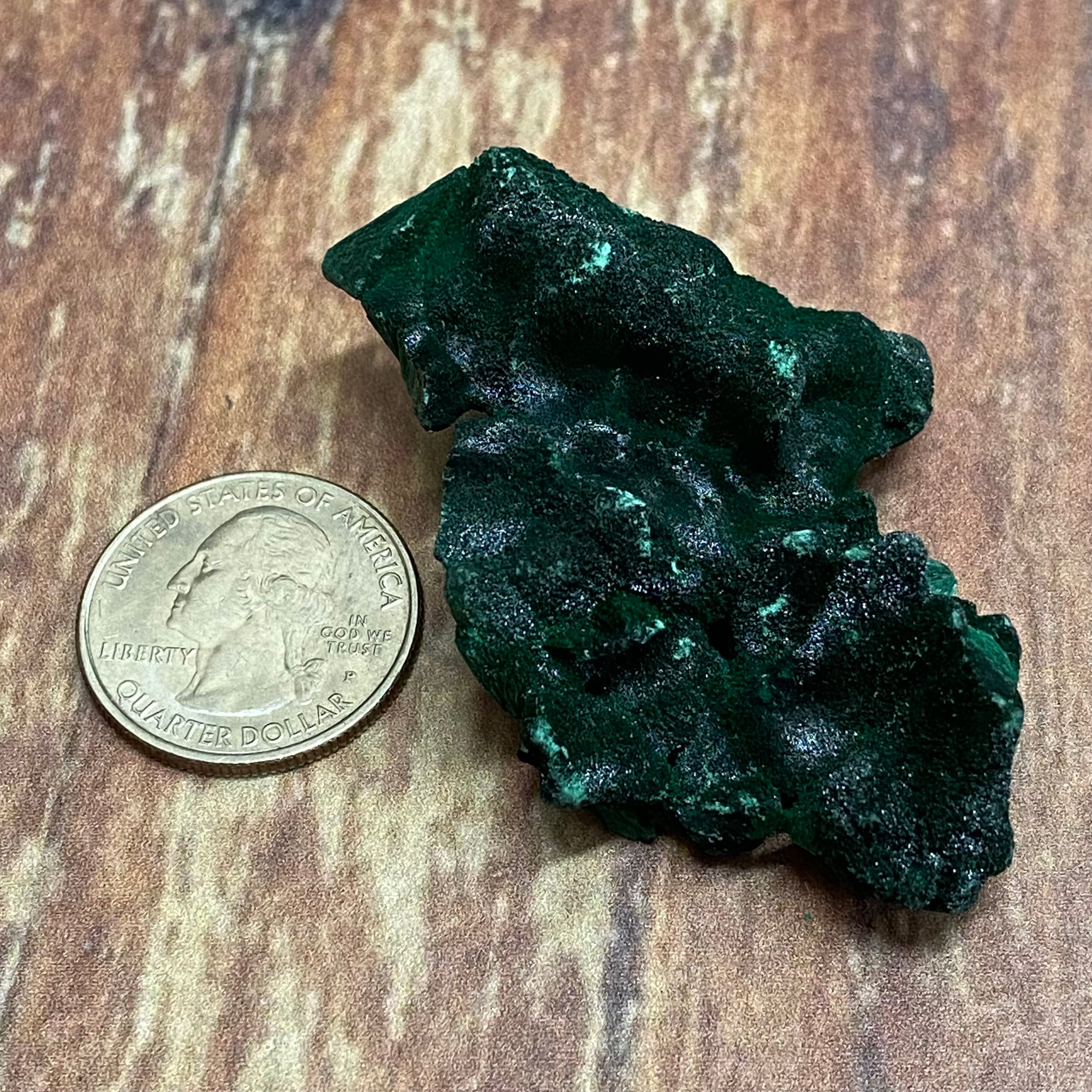 Emperor Malachite - 097