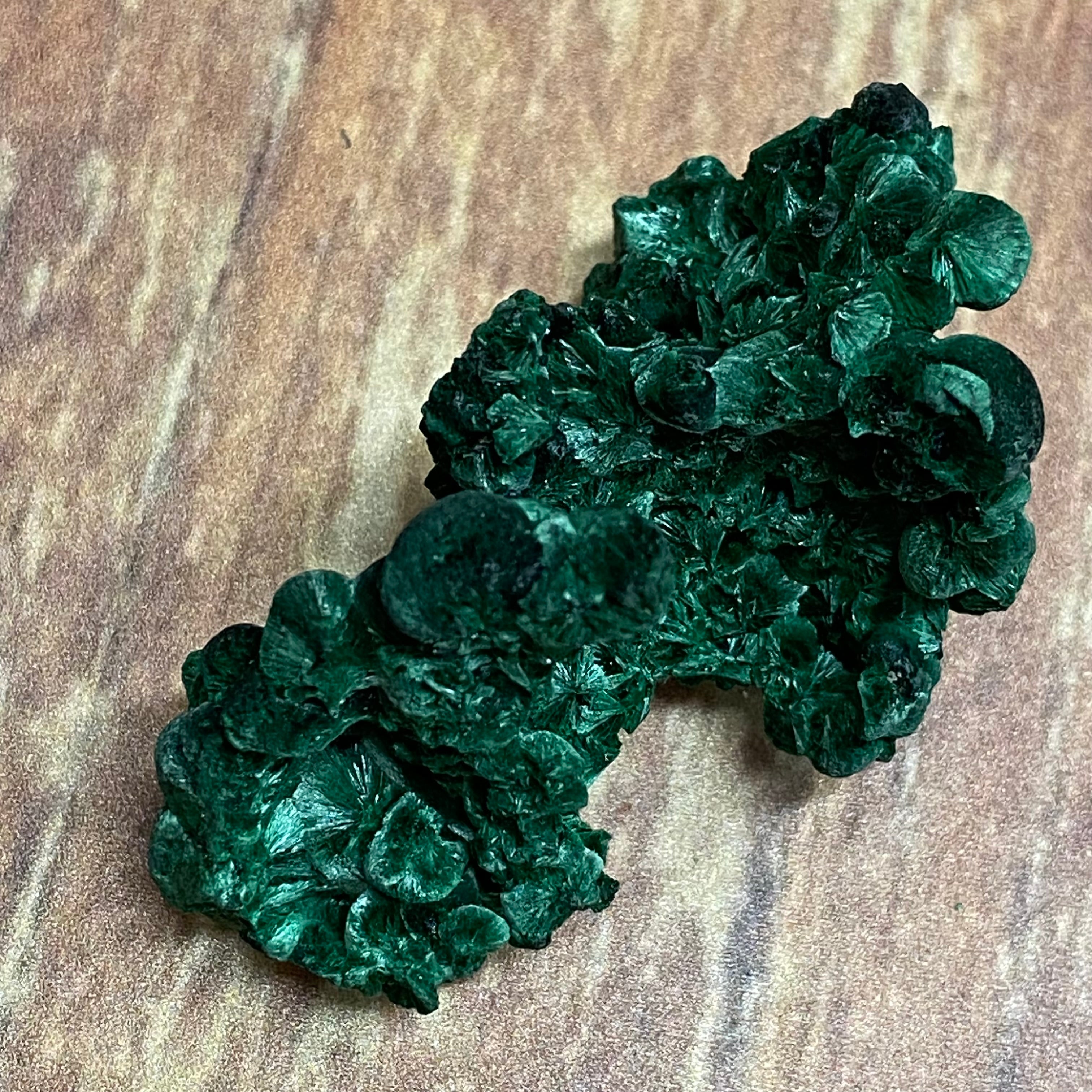 Emperor Malachite - 100