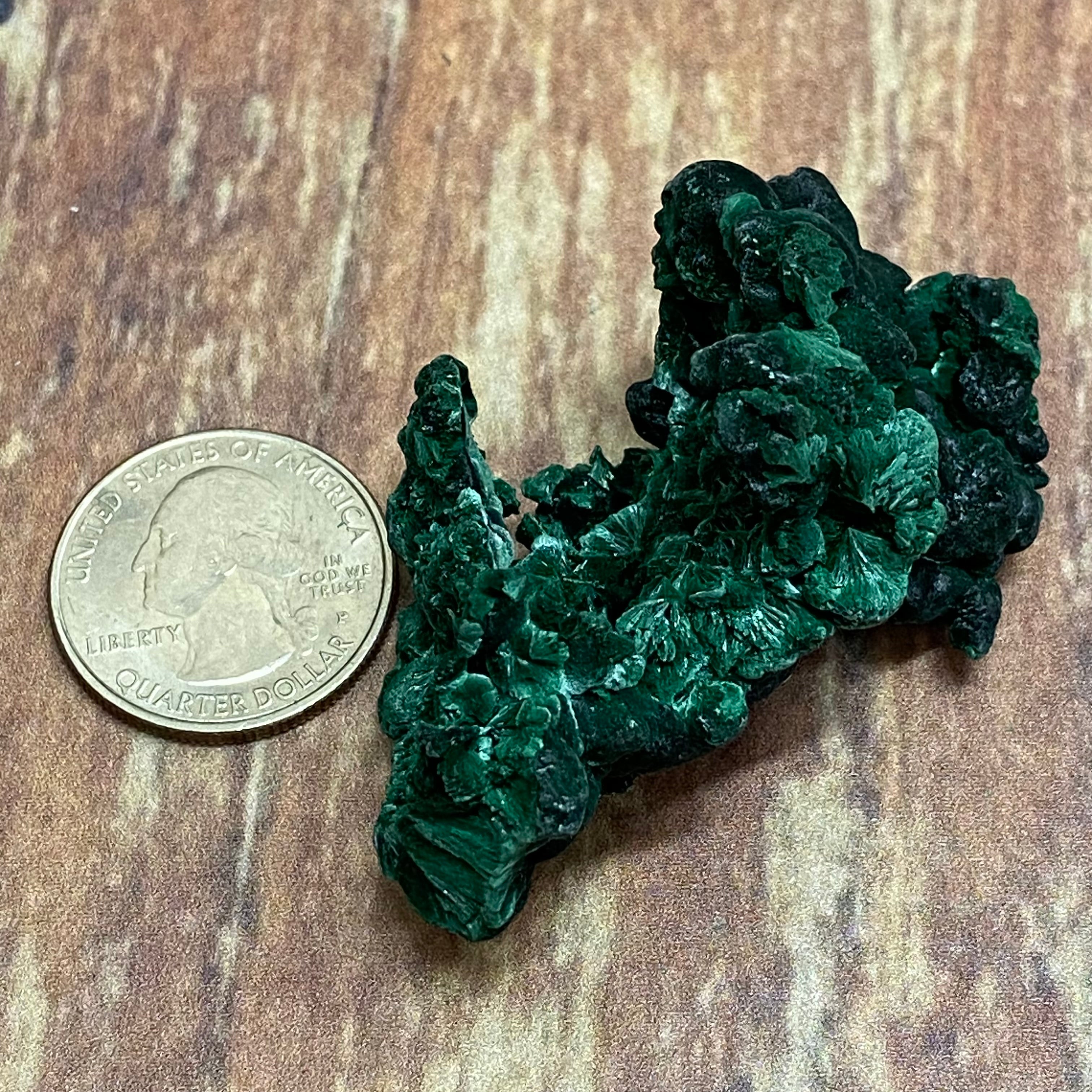 Emperor Malachite - 100