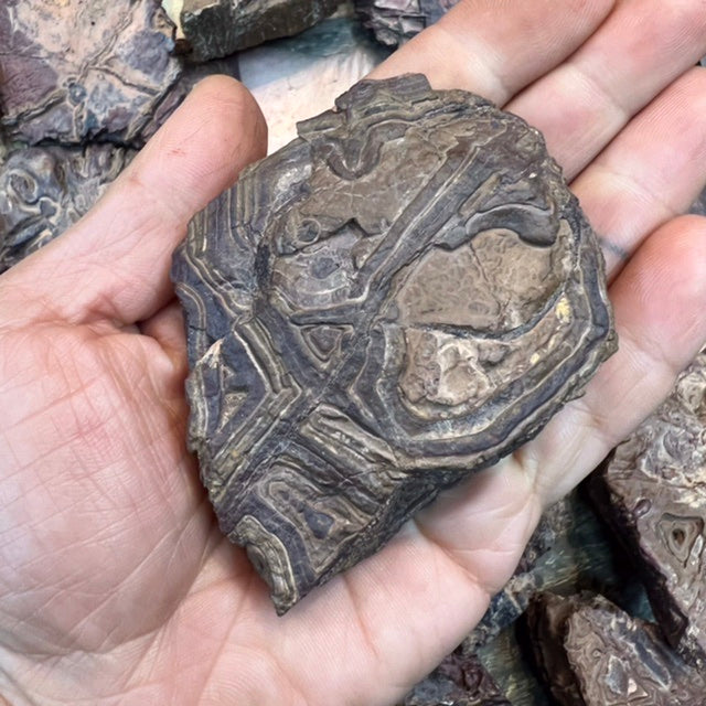 Stromatolite