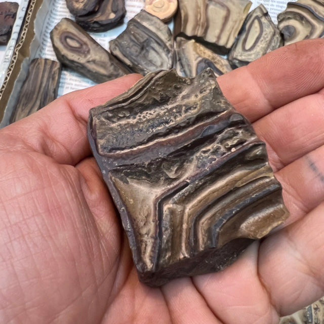 Stromatolite