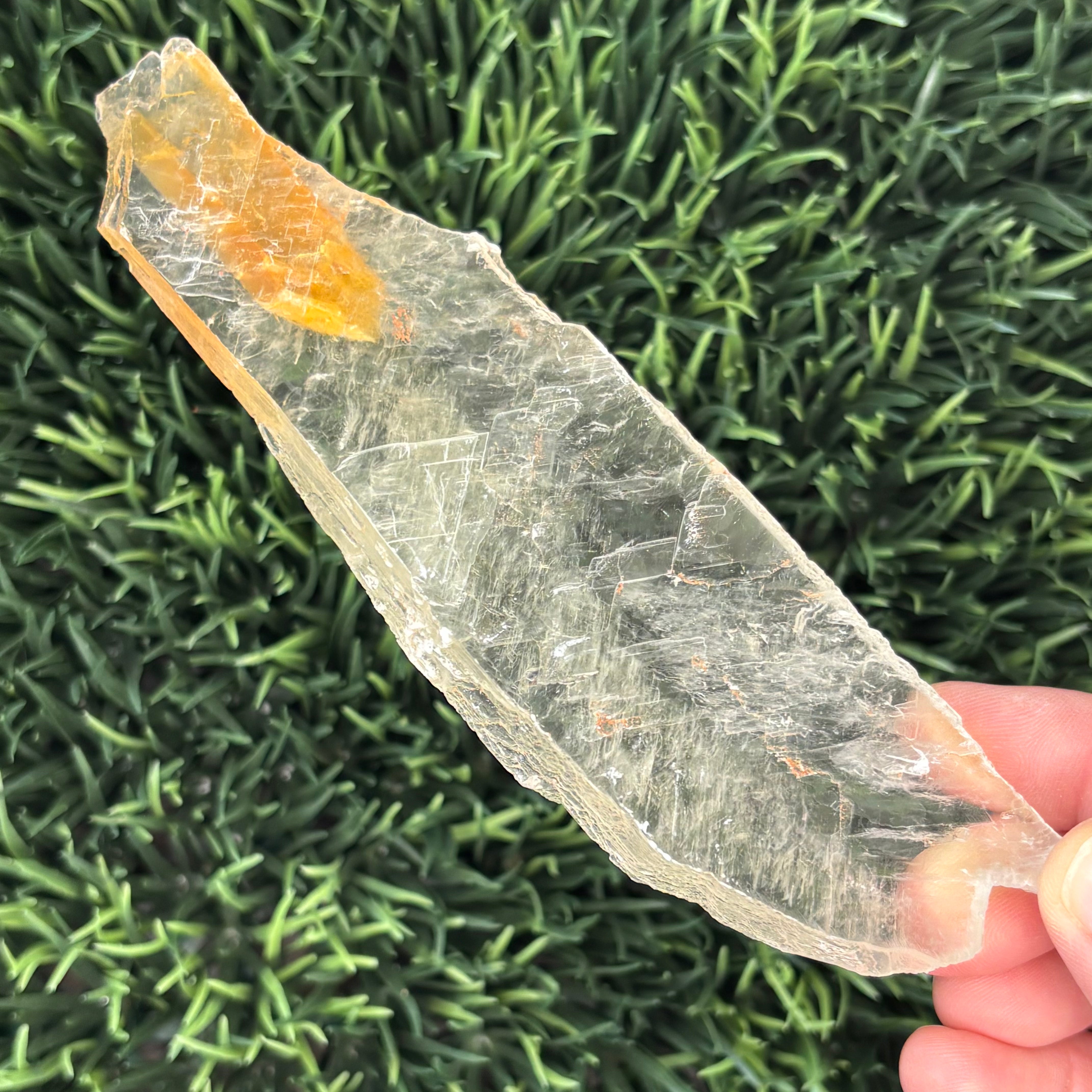 Golden Selenite Window - 585