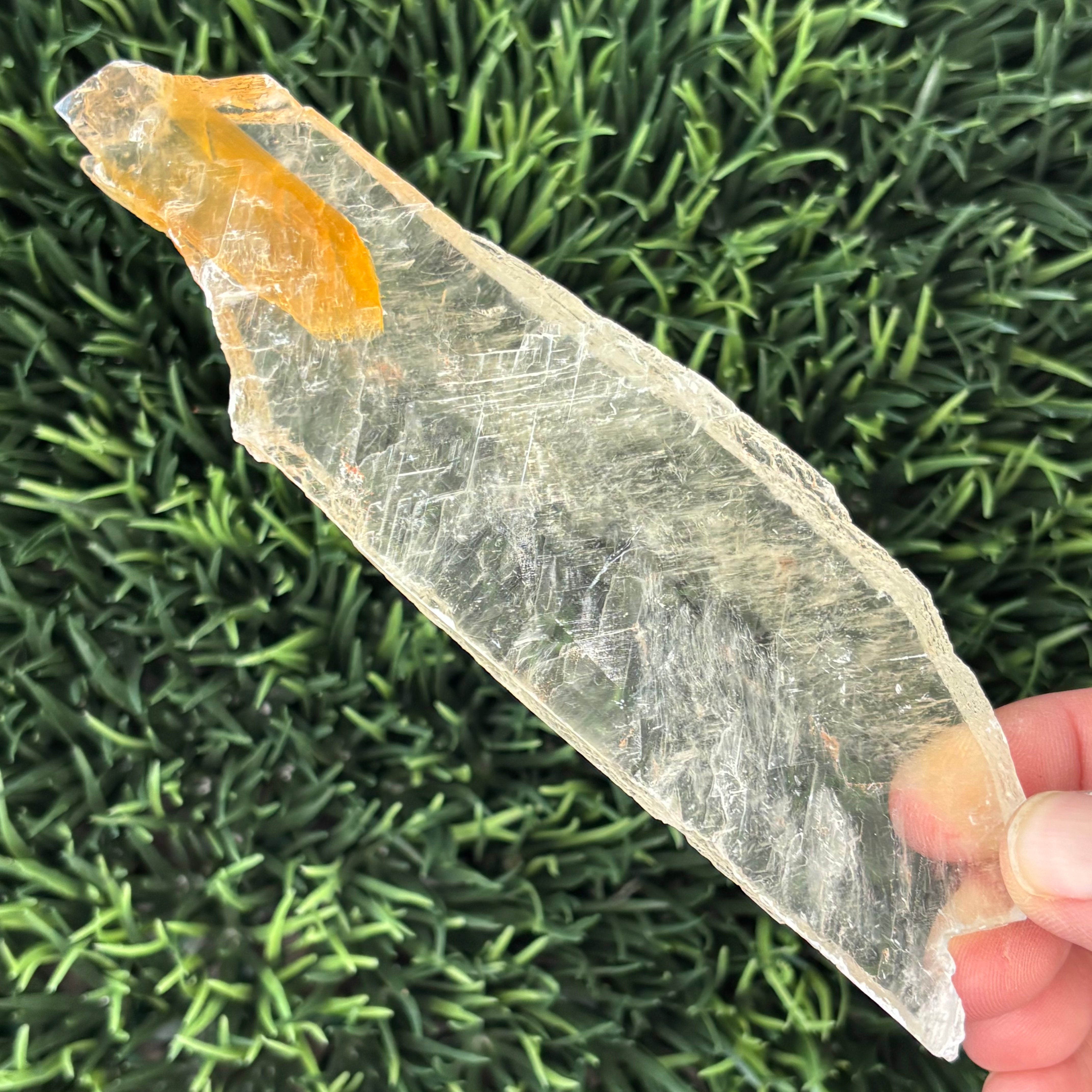 Golden Selenite Window - 585