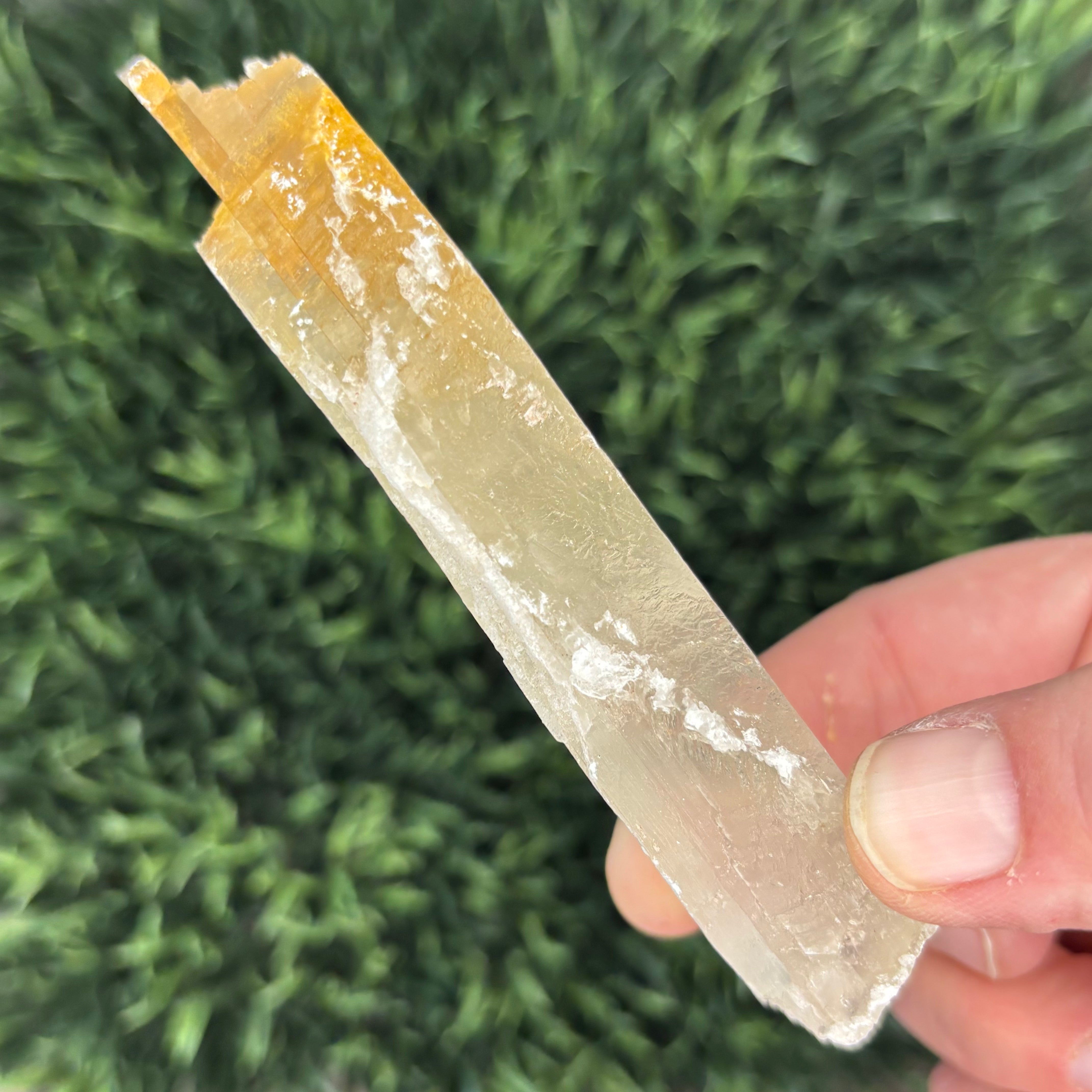 Golden Selenite Window - 587