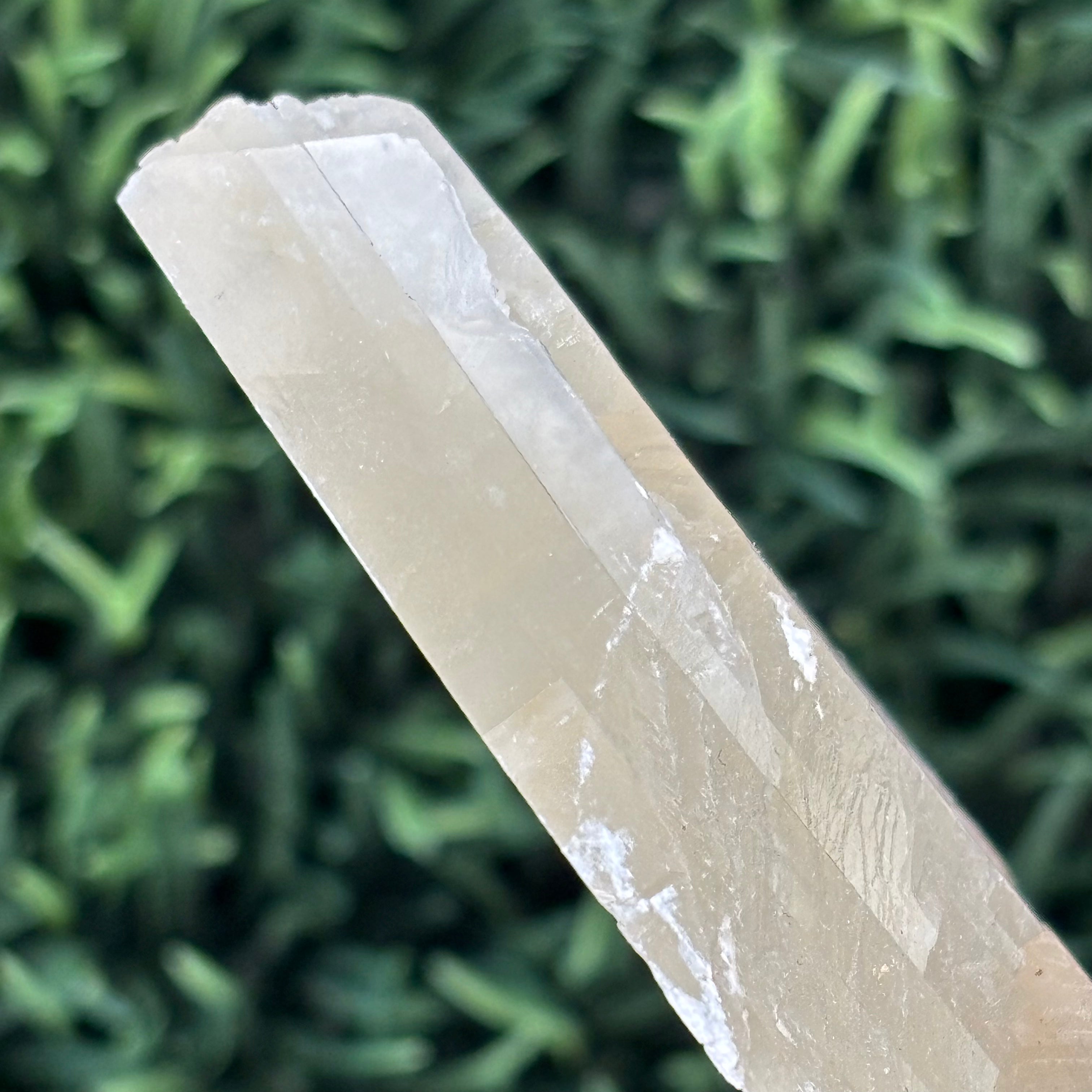 Golden Selenite Window - 613