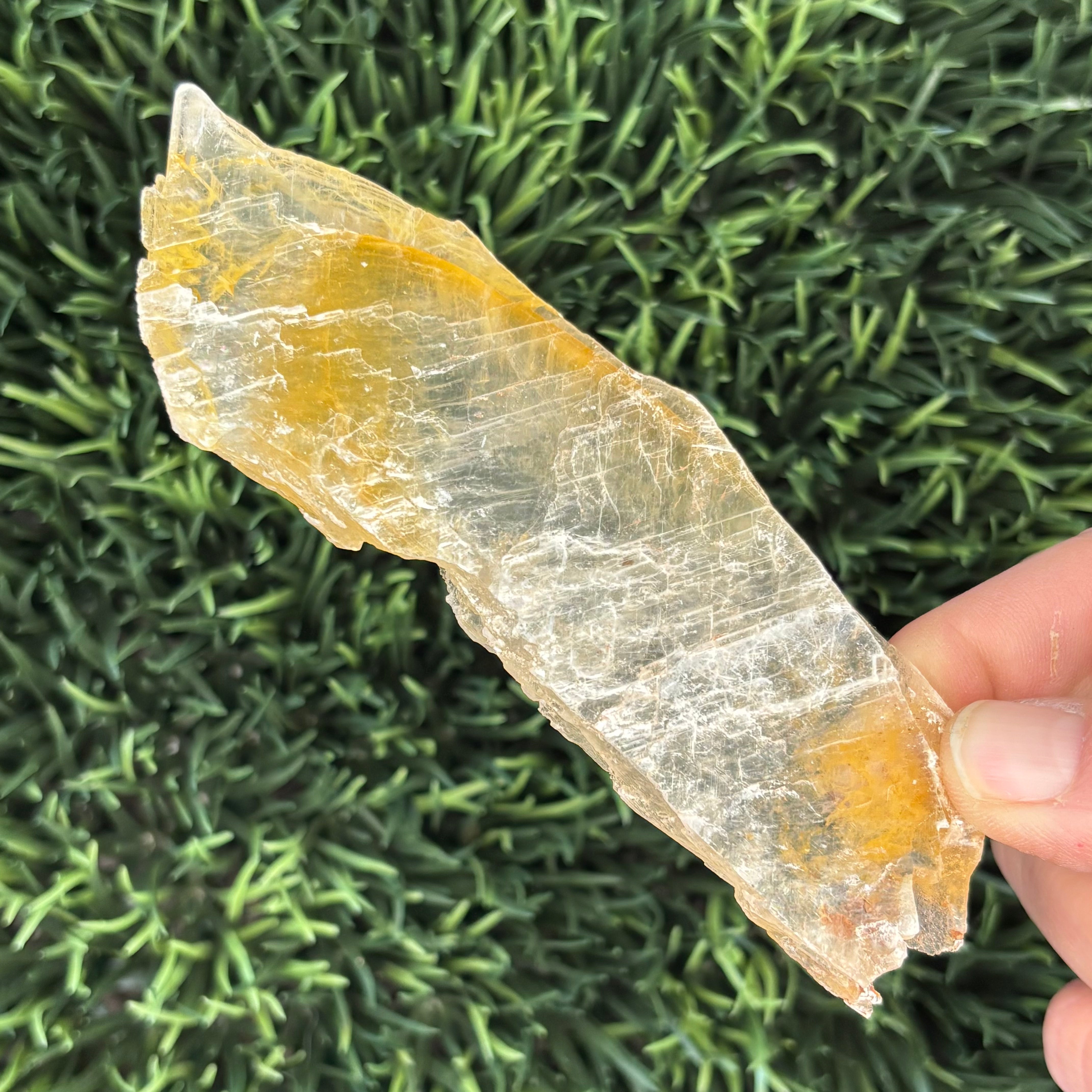 Golden Selenite Window - 616