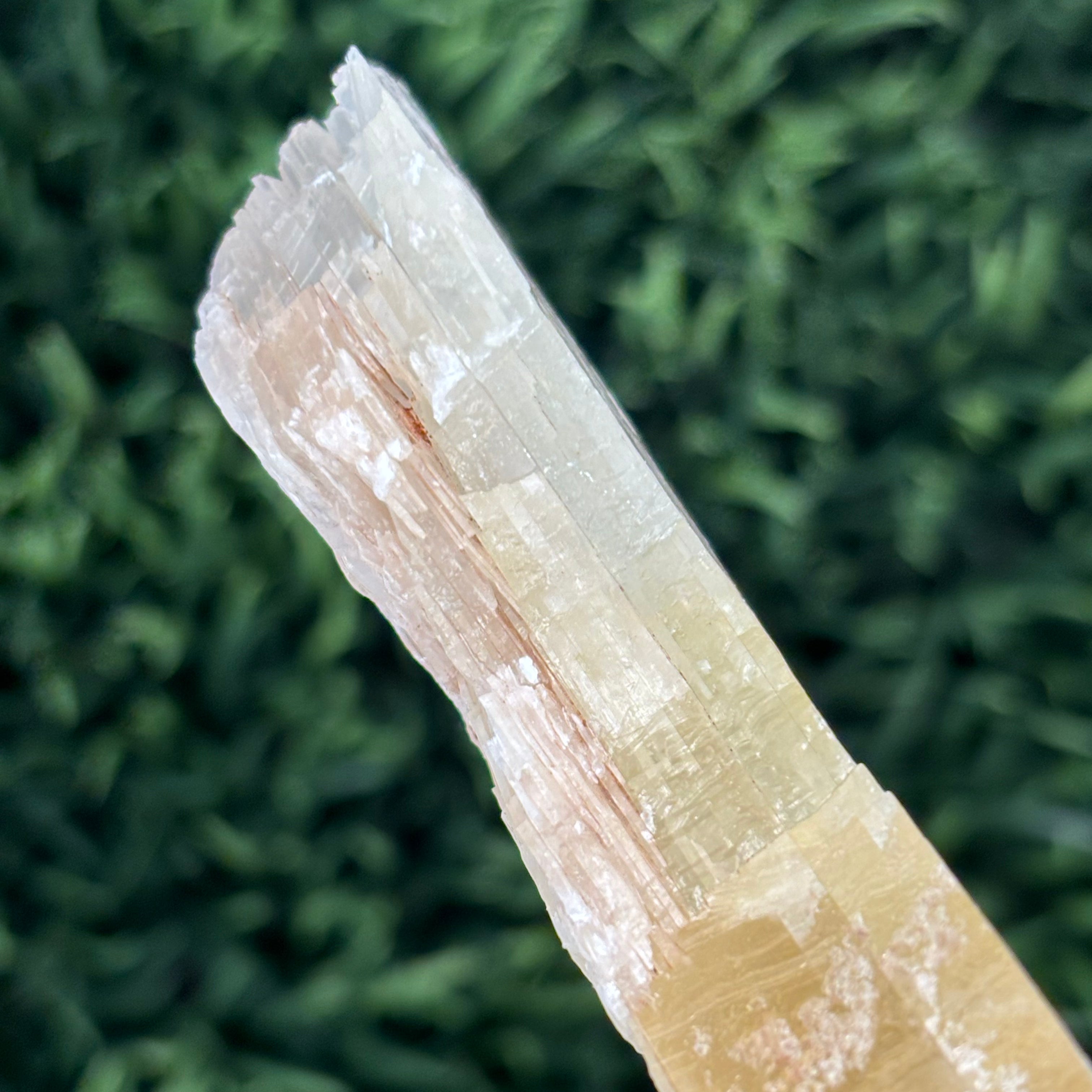 Golden Selenite Window - 617