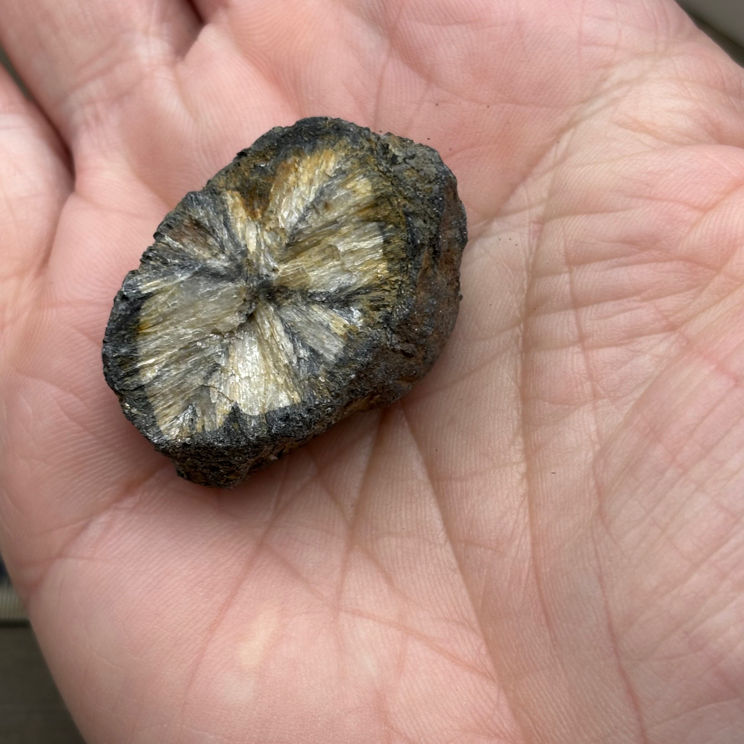 Siberian Chiastolite - 010