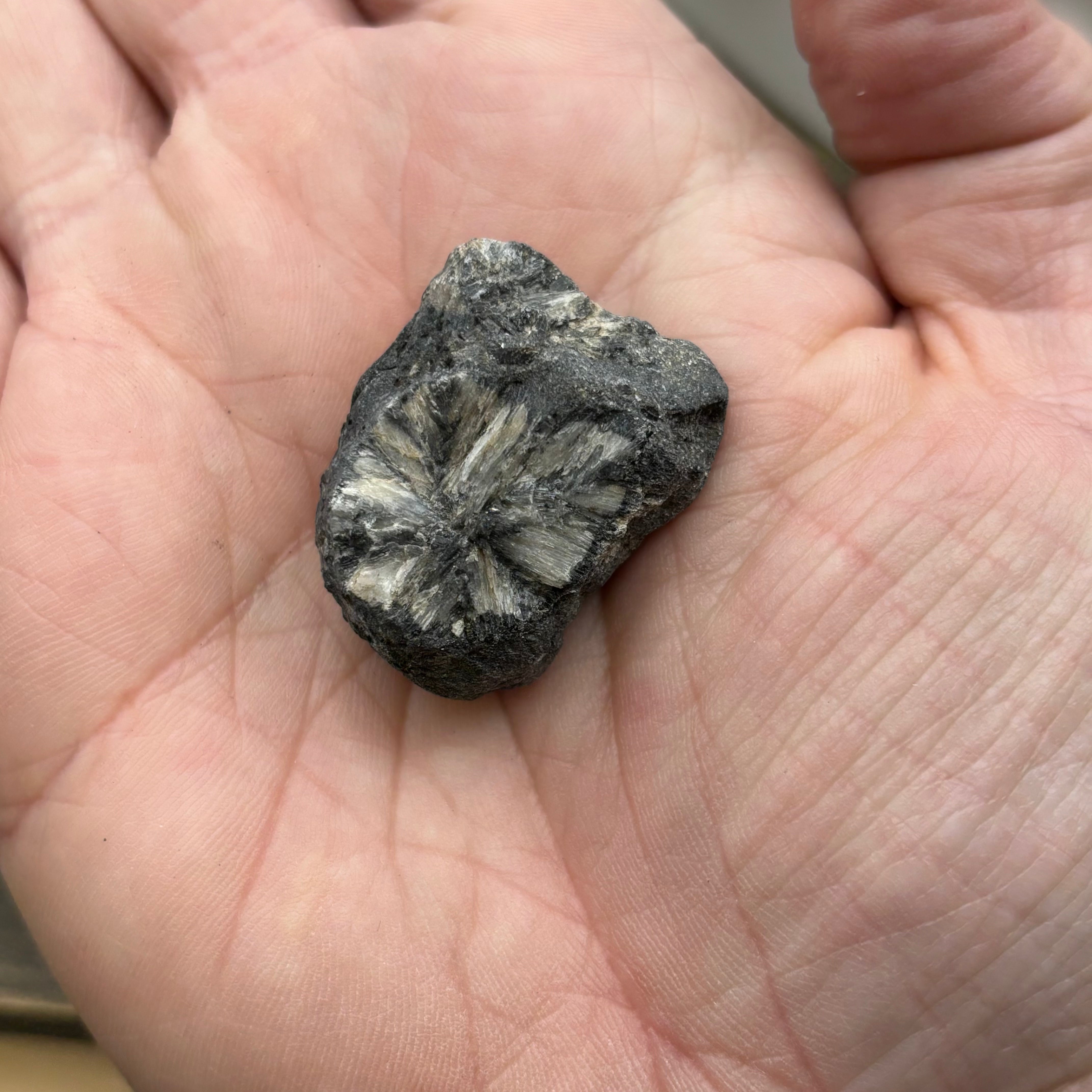Siberian Chiastolite - 024