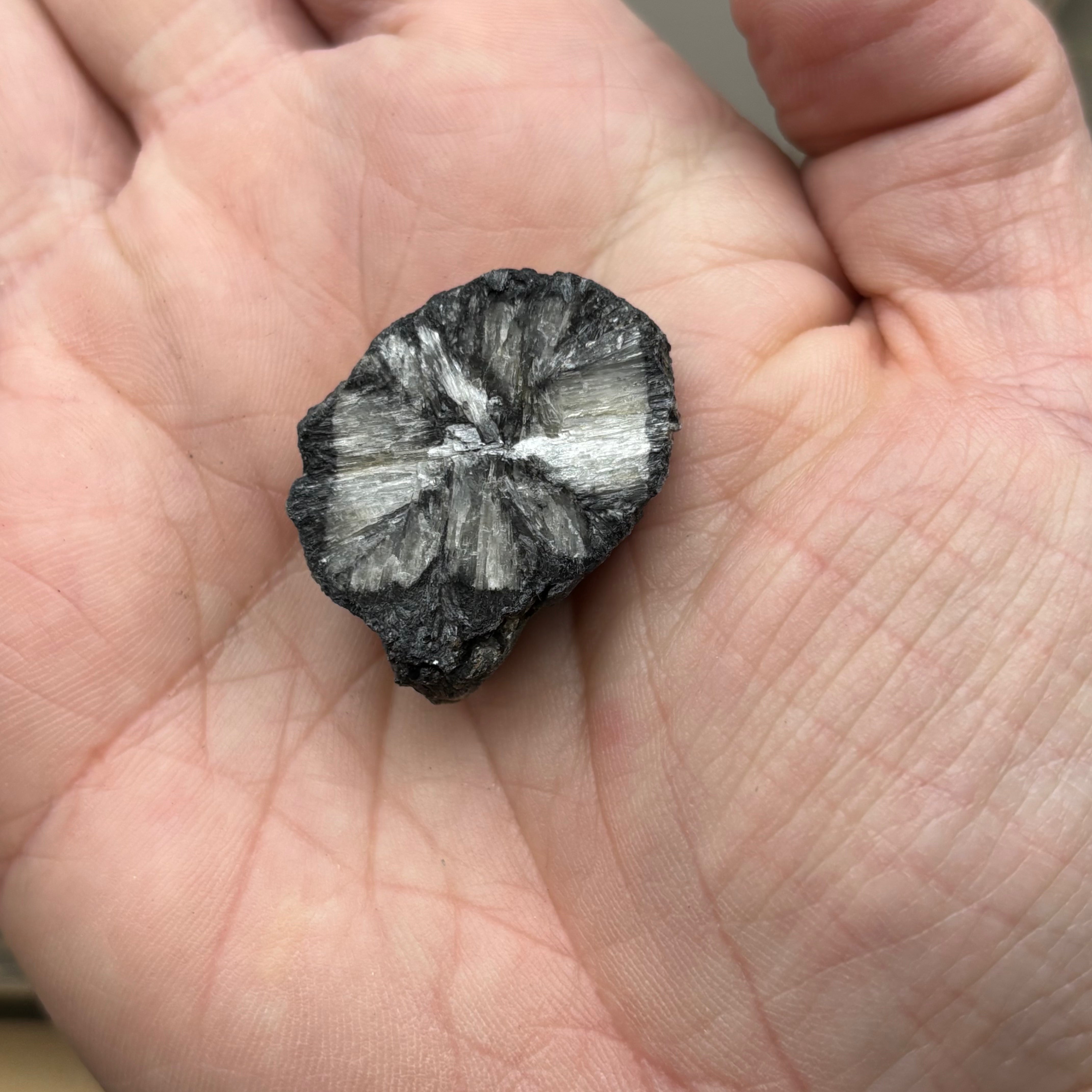 Siberian Chiastolite - 027