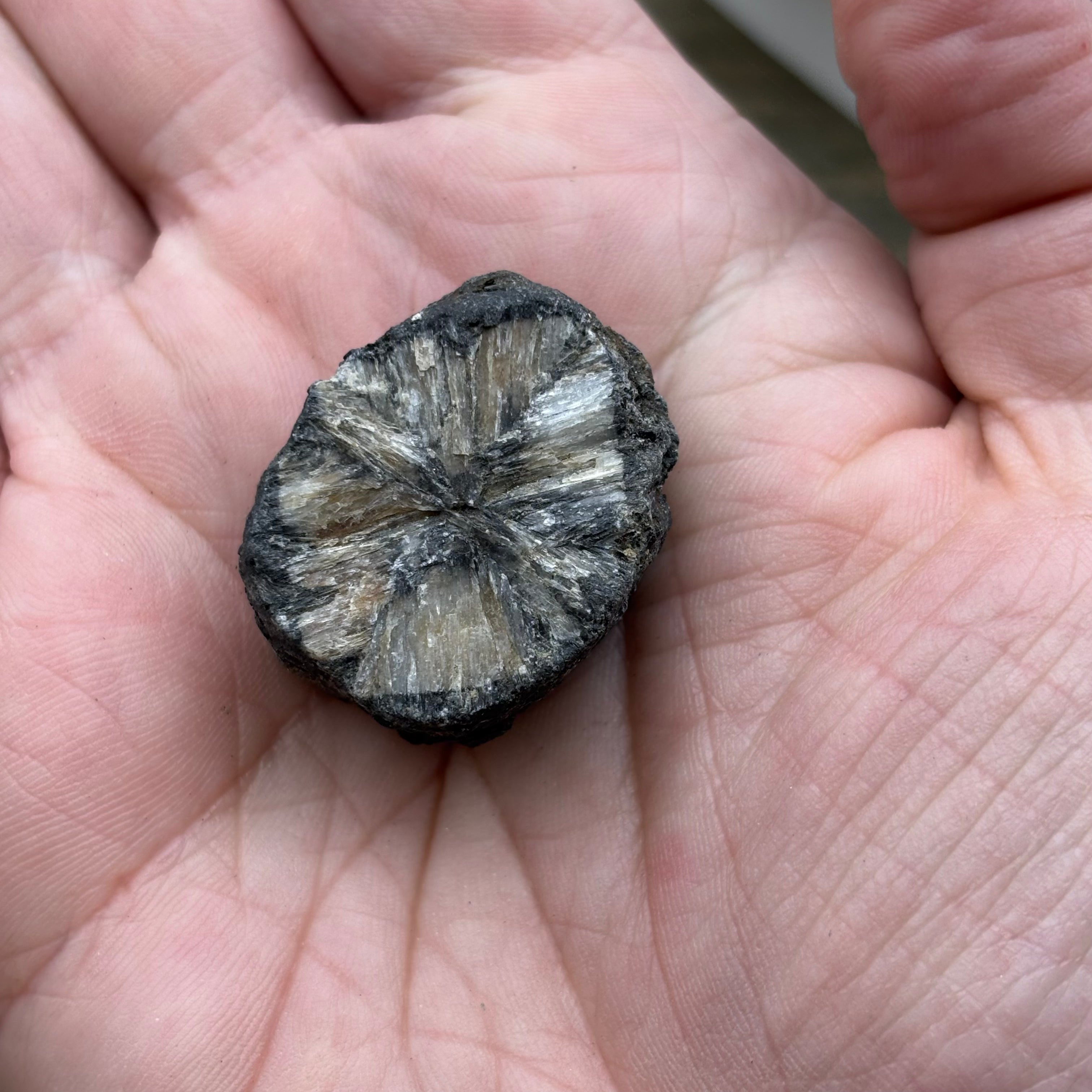 Siberian Chiastolite - 028