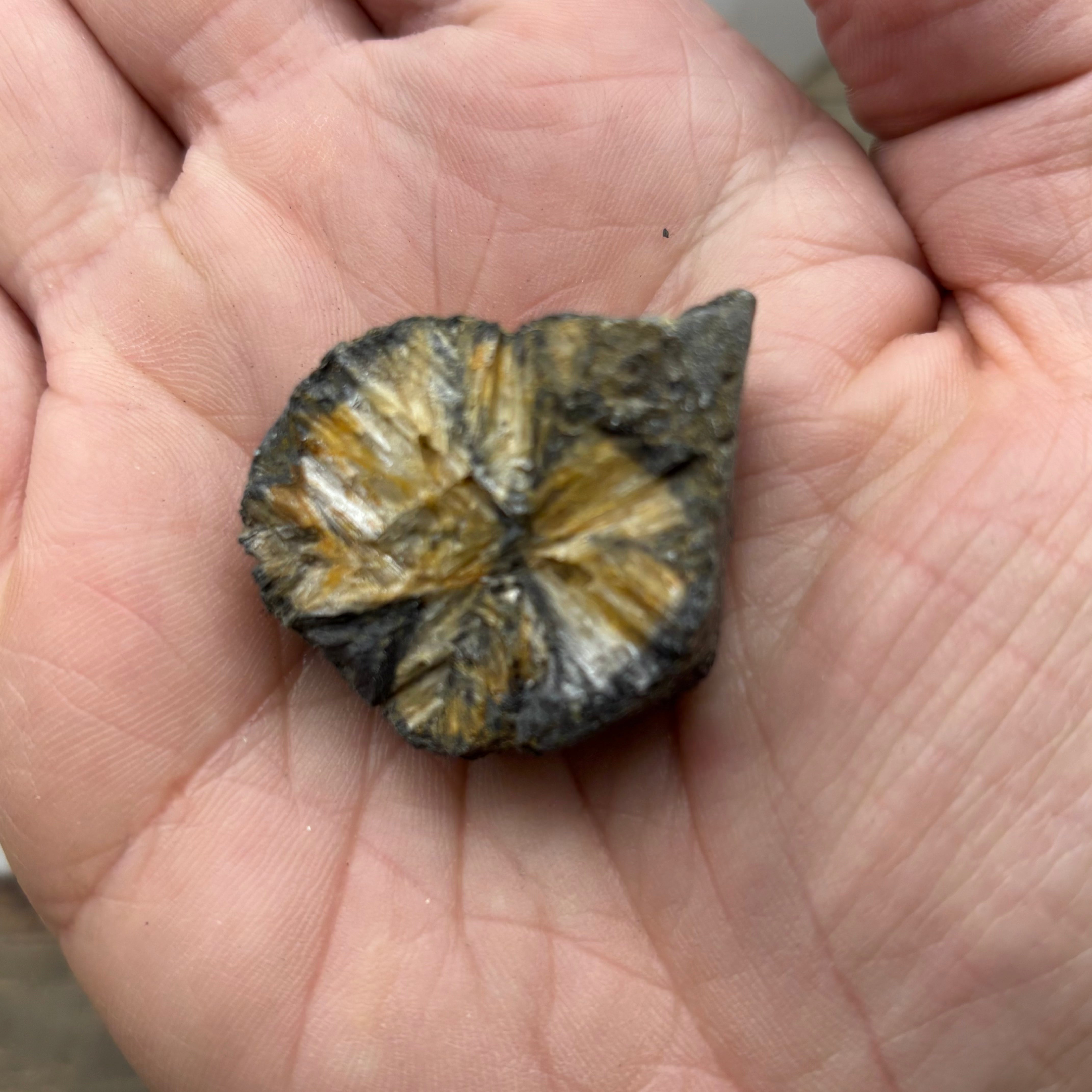 Siberian Chiastolite - 029