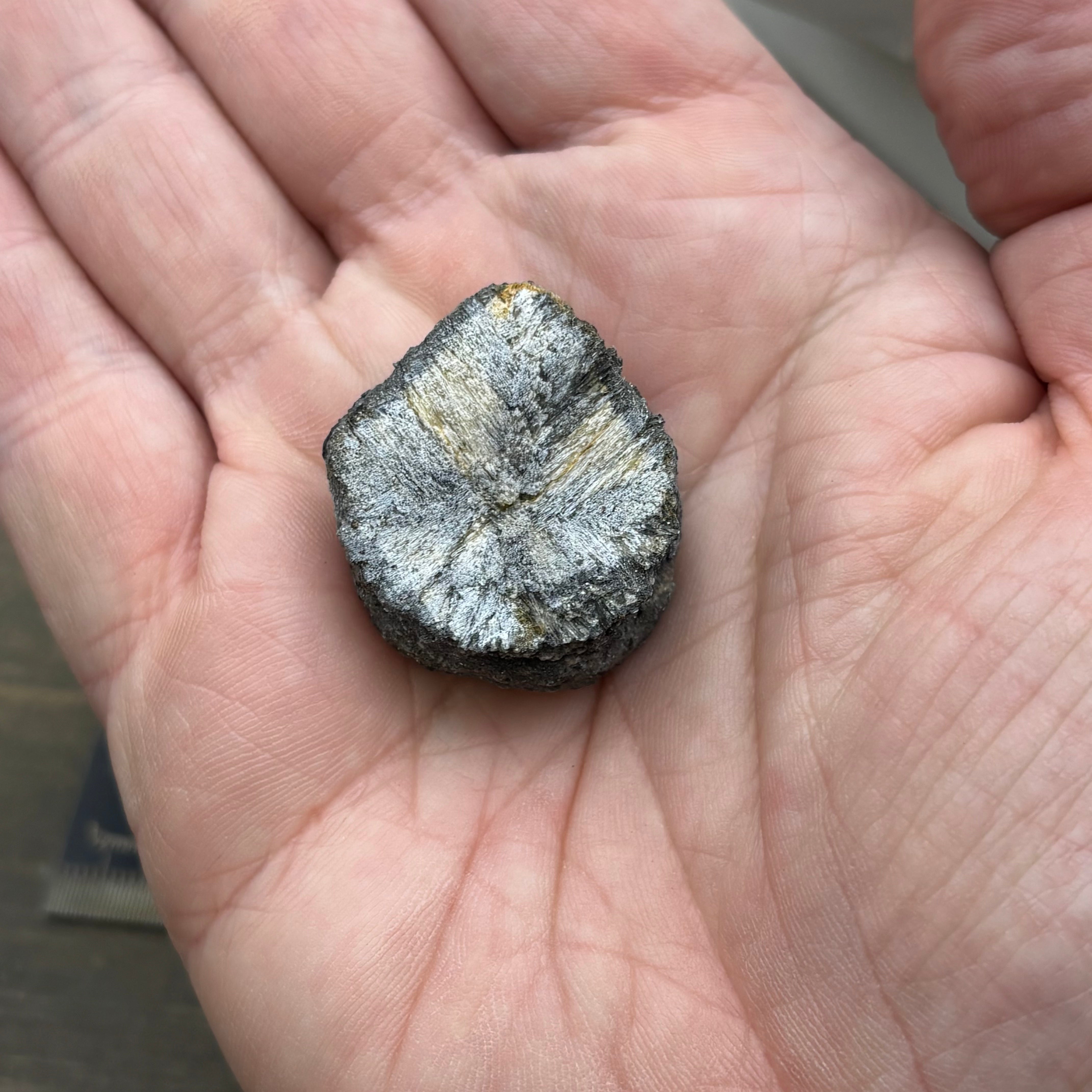 Siberian Chiastolite - 037